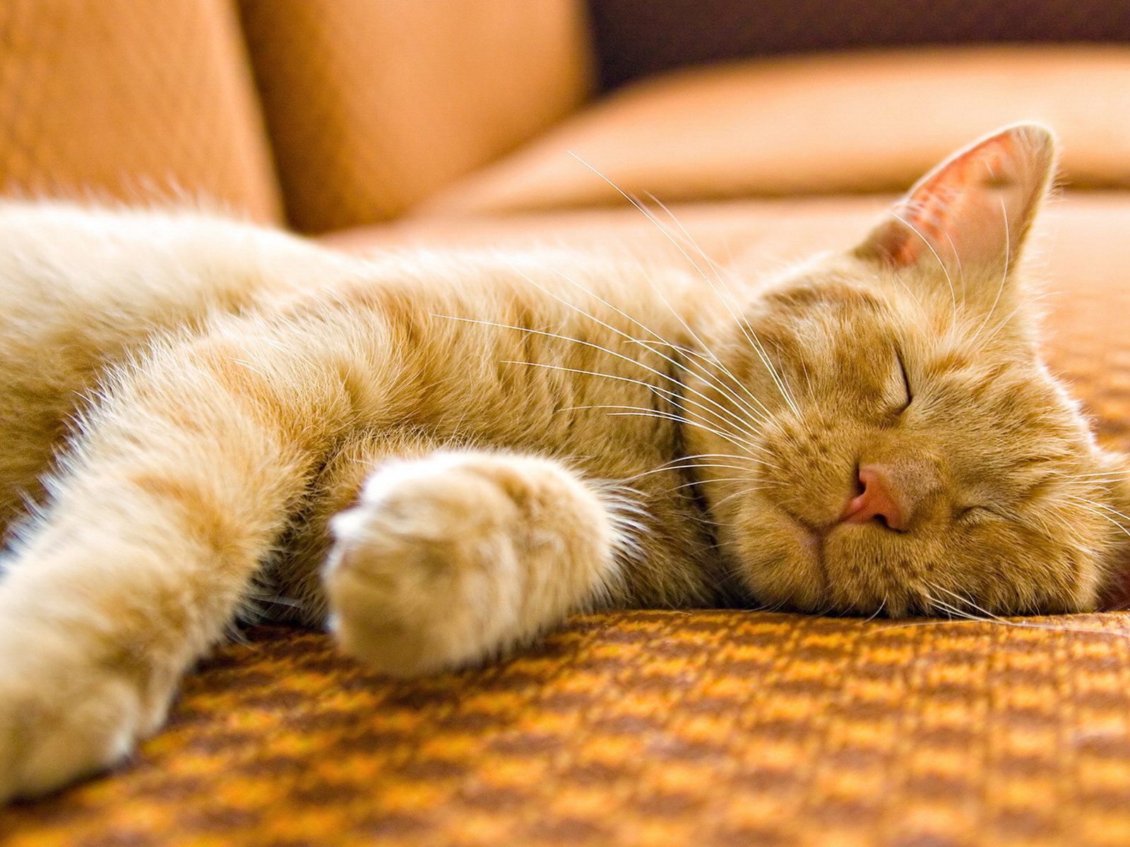 Спящий кот