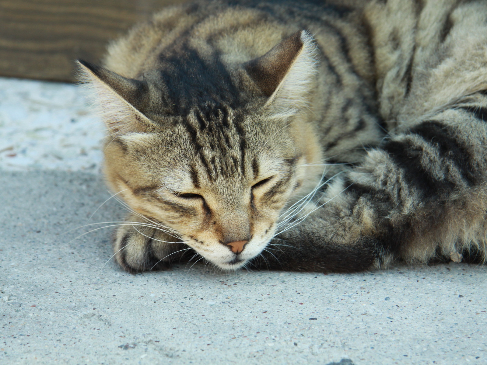 Сонный Васька