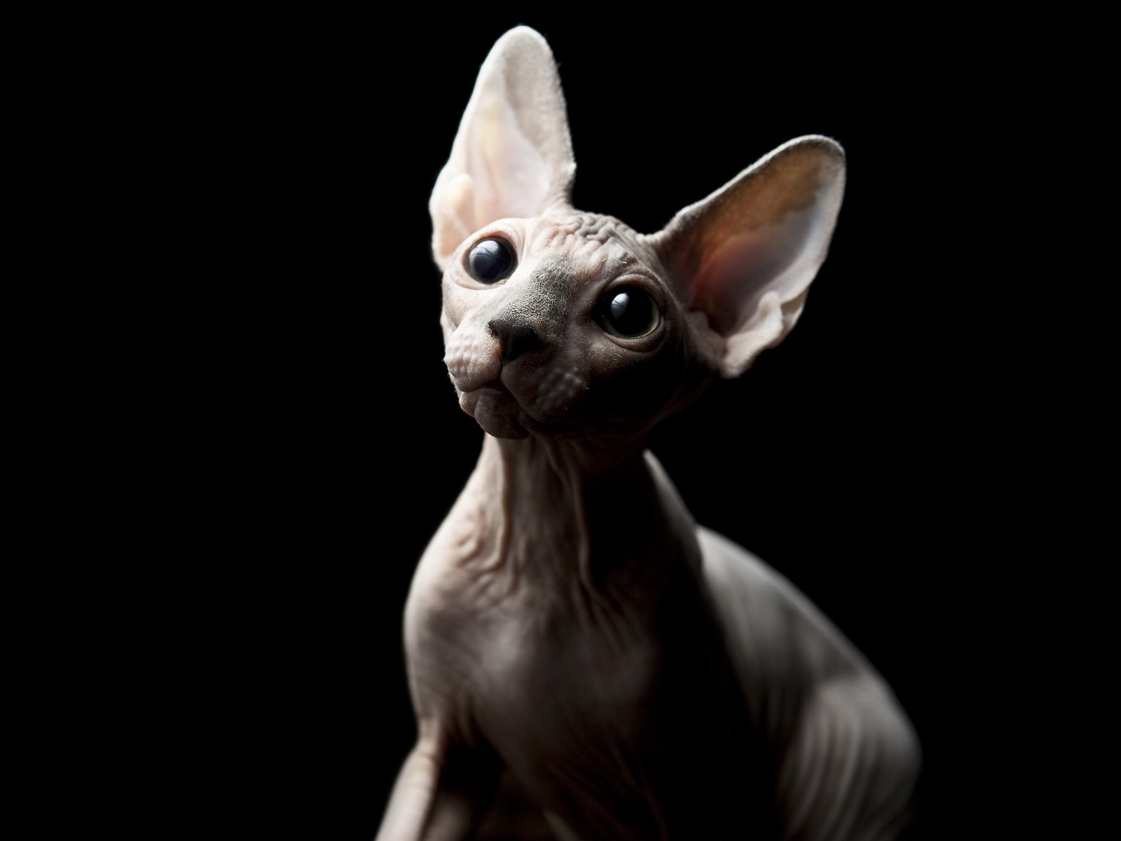 Кошка Сфинкс