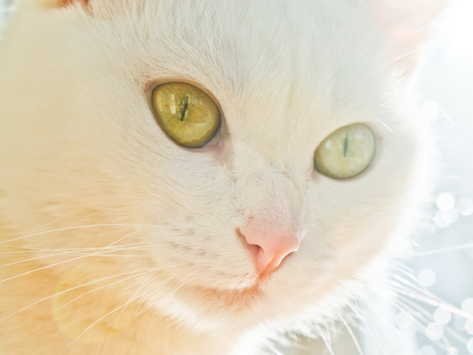 Белая кошка