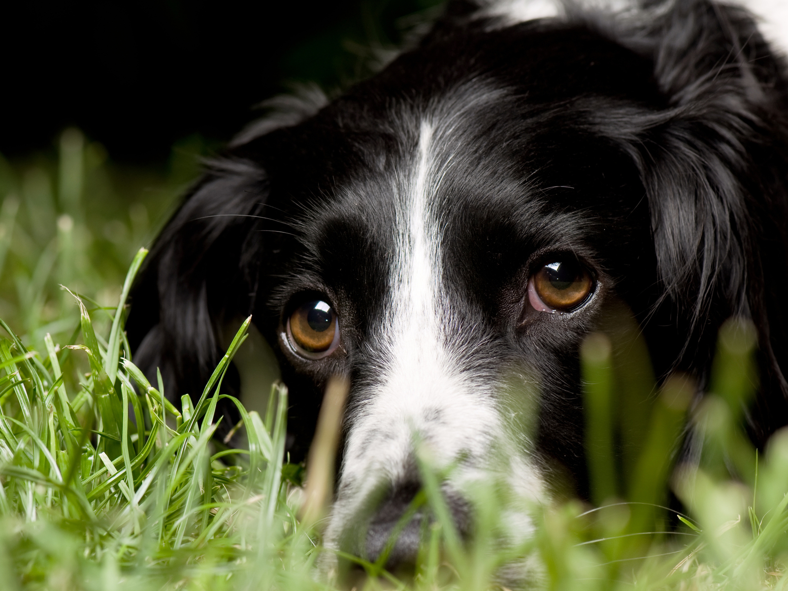 Aнглийский Cпрингер-Cпаниель