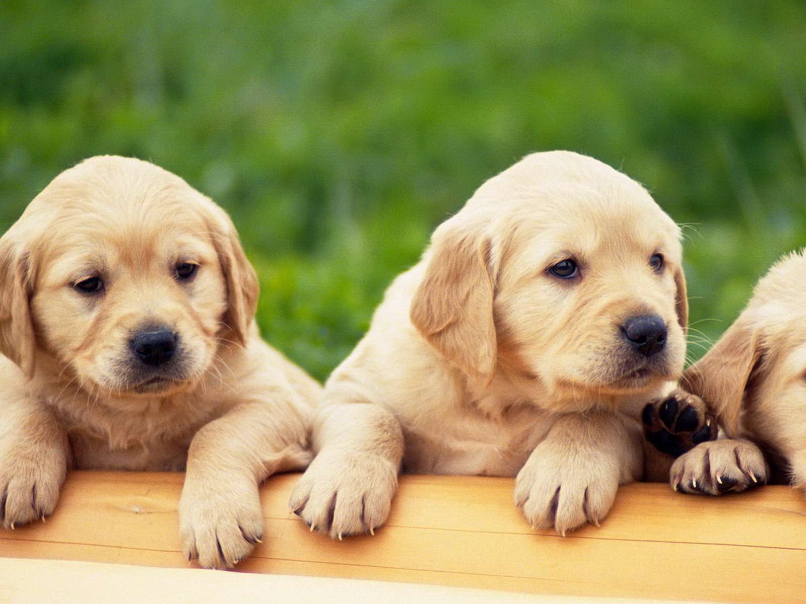 Щенки Лабрадора