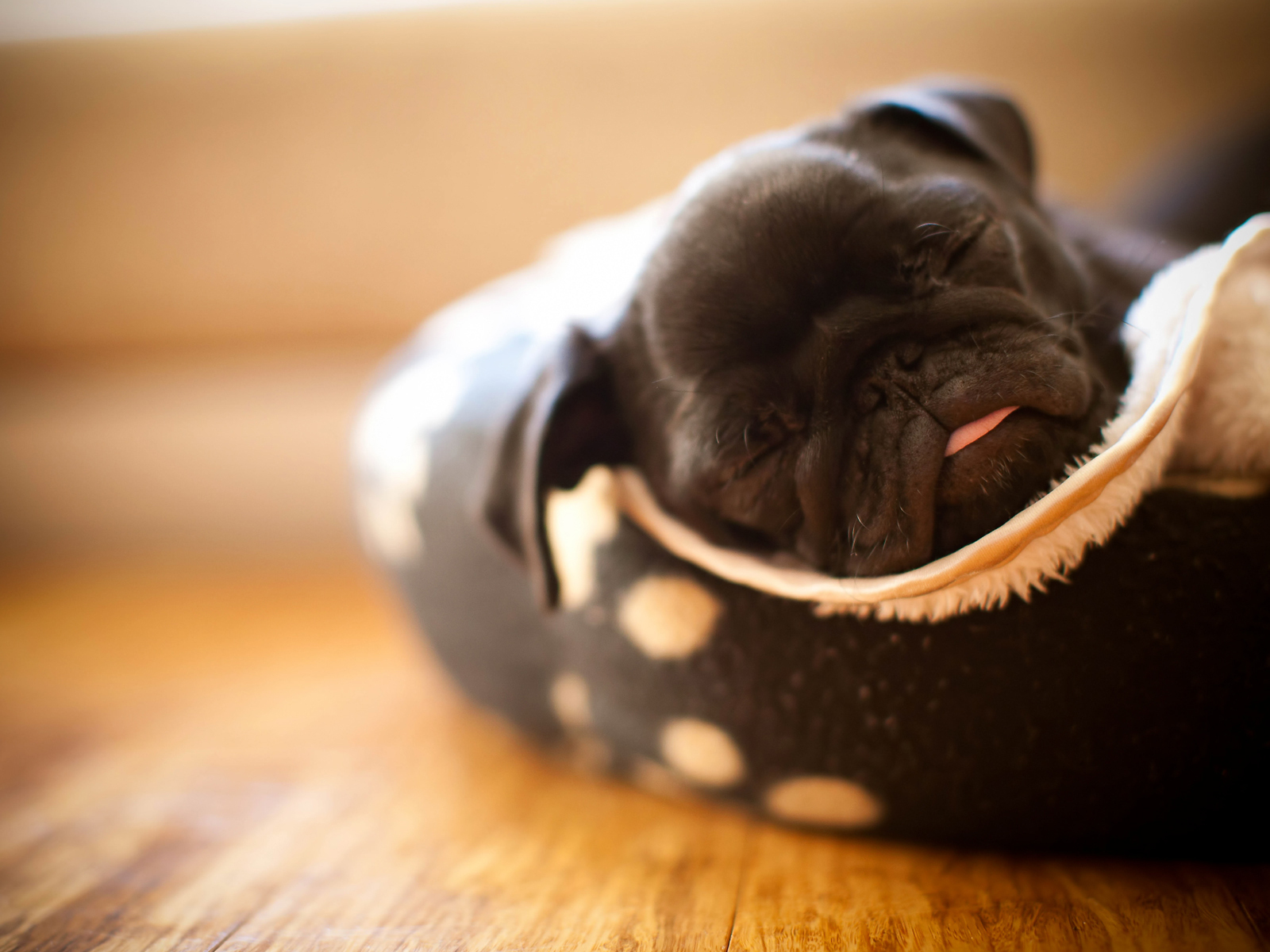 щенок Мопса