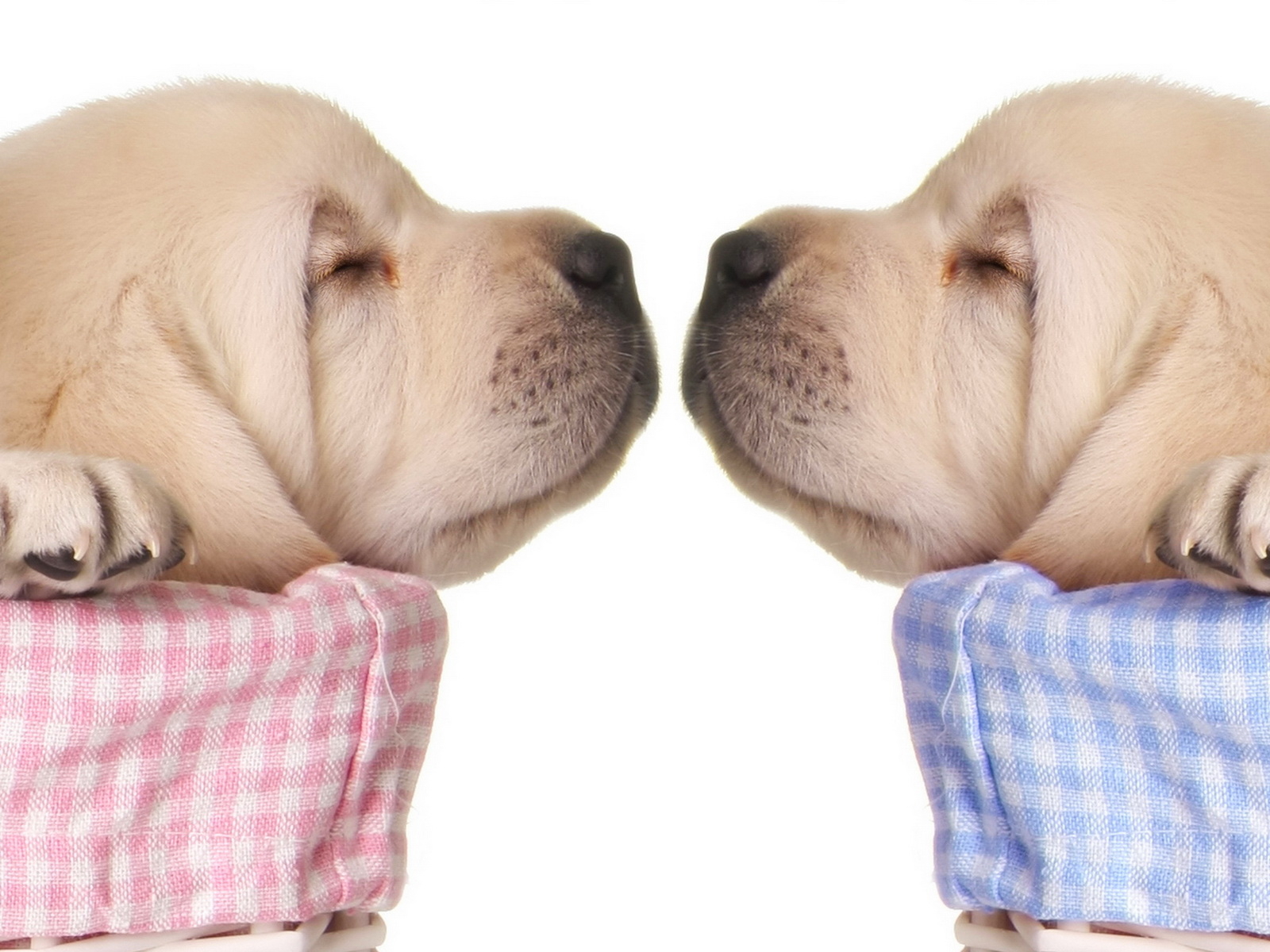 Спящие щенки