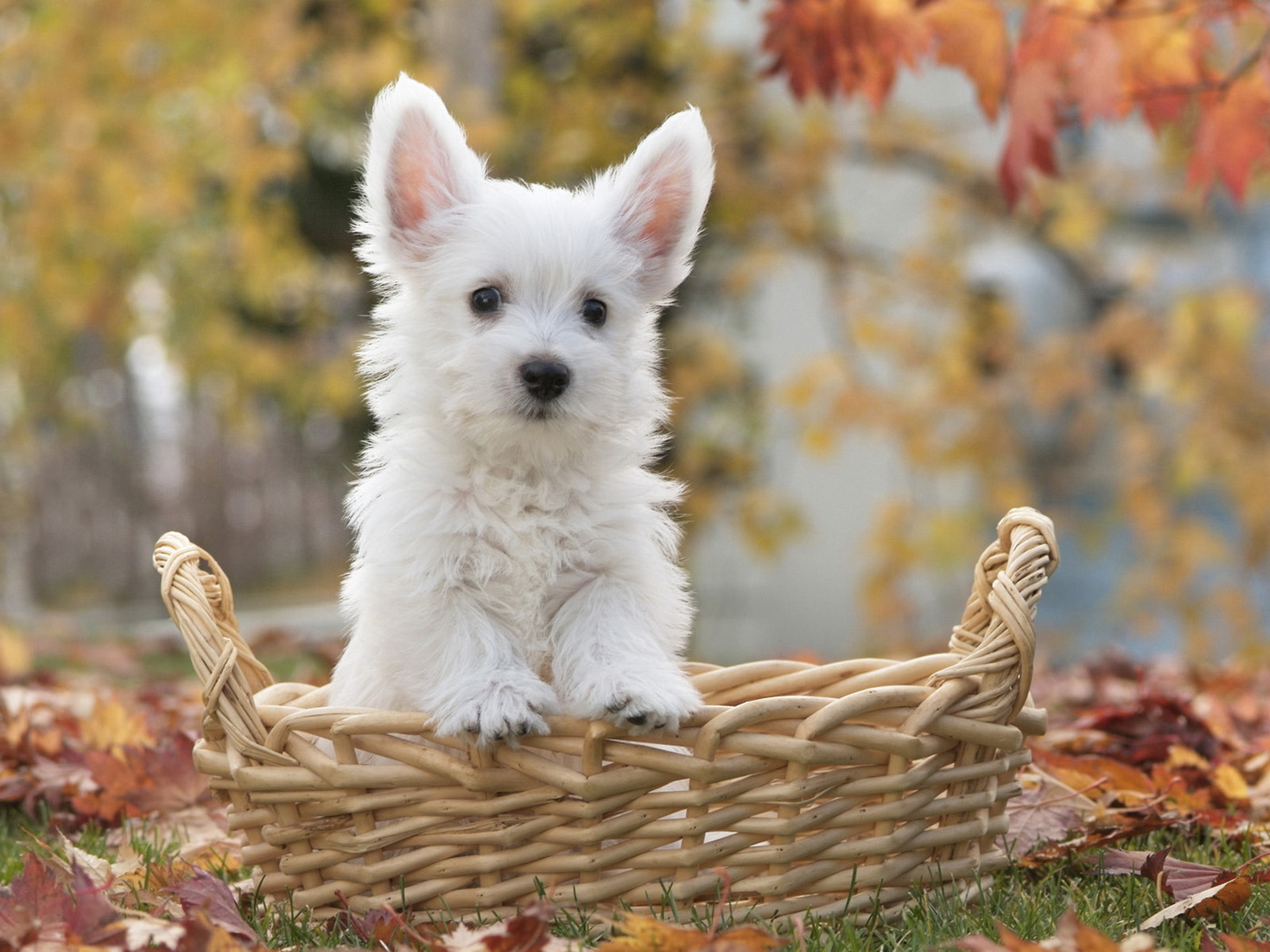 щенок Терьера