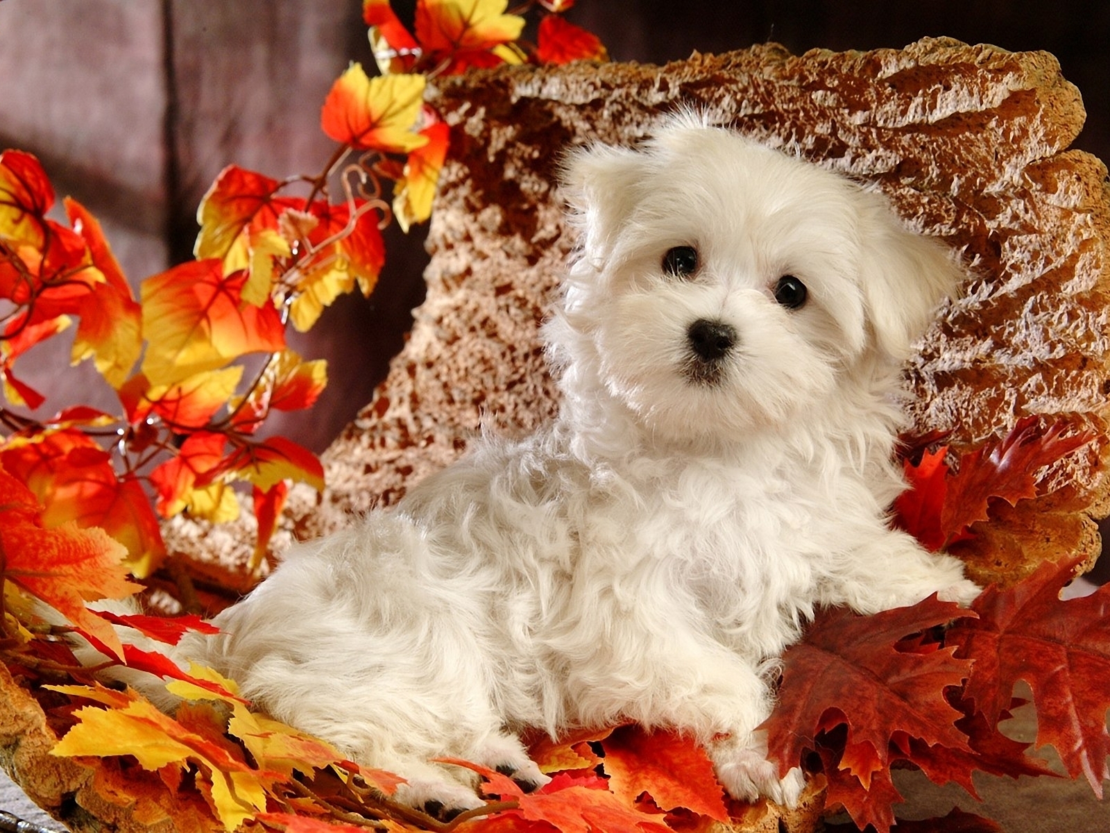 Белый щенок