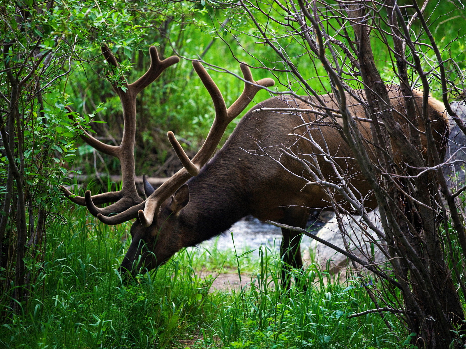 Рогатый олень
