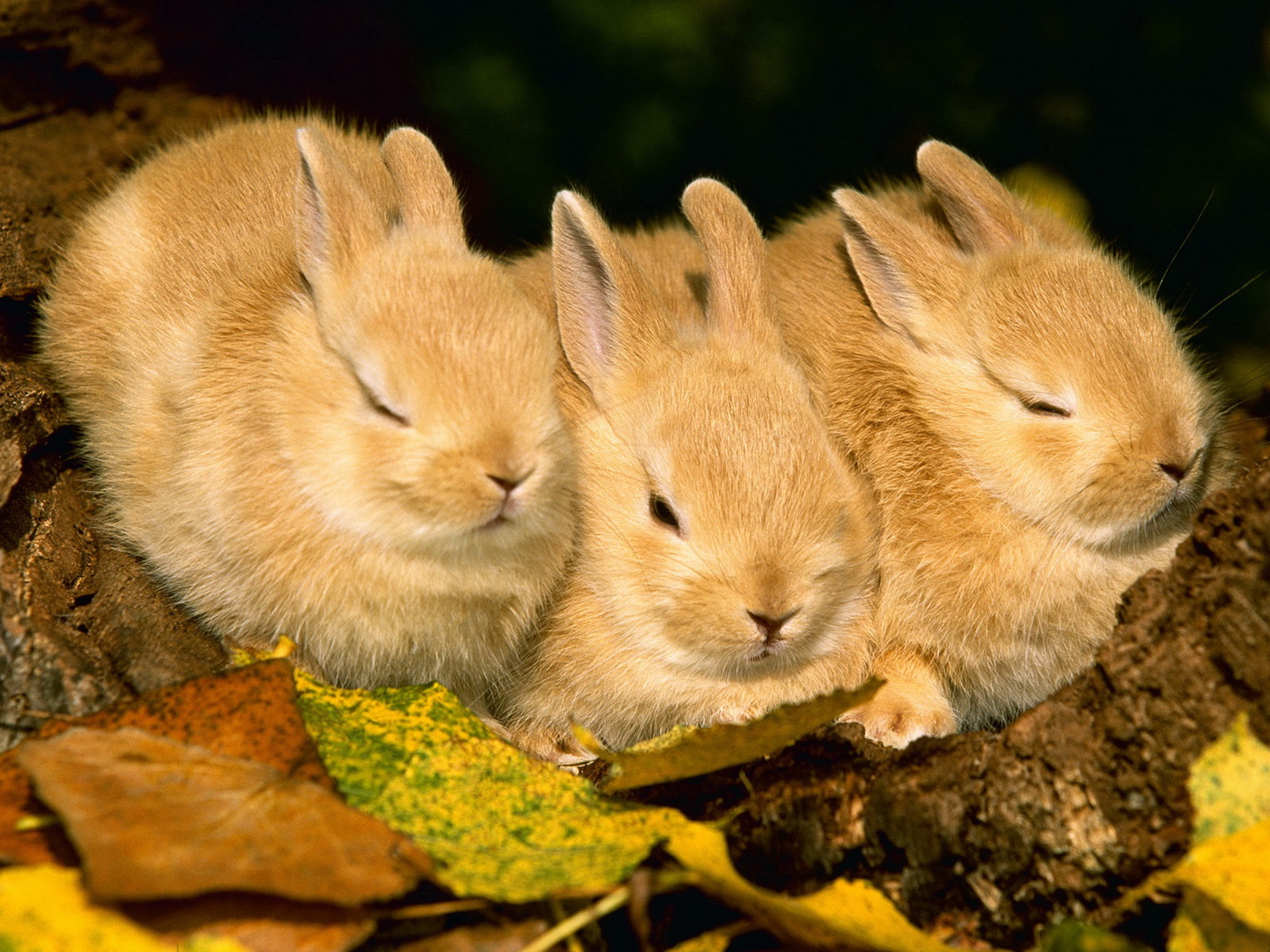 Три кролика