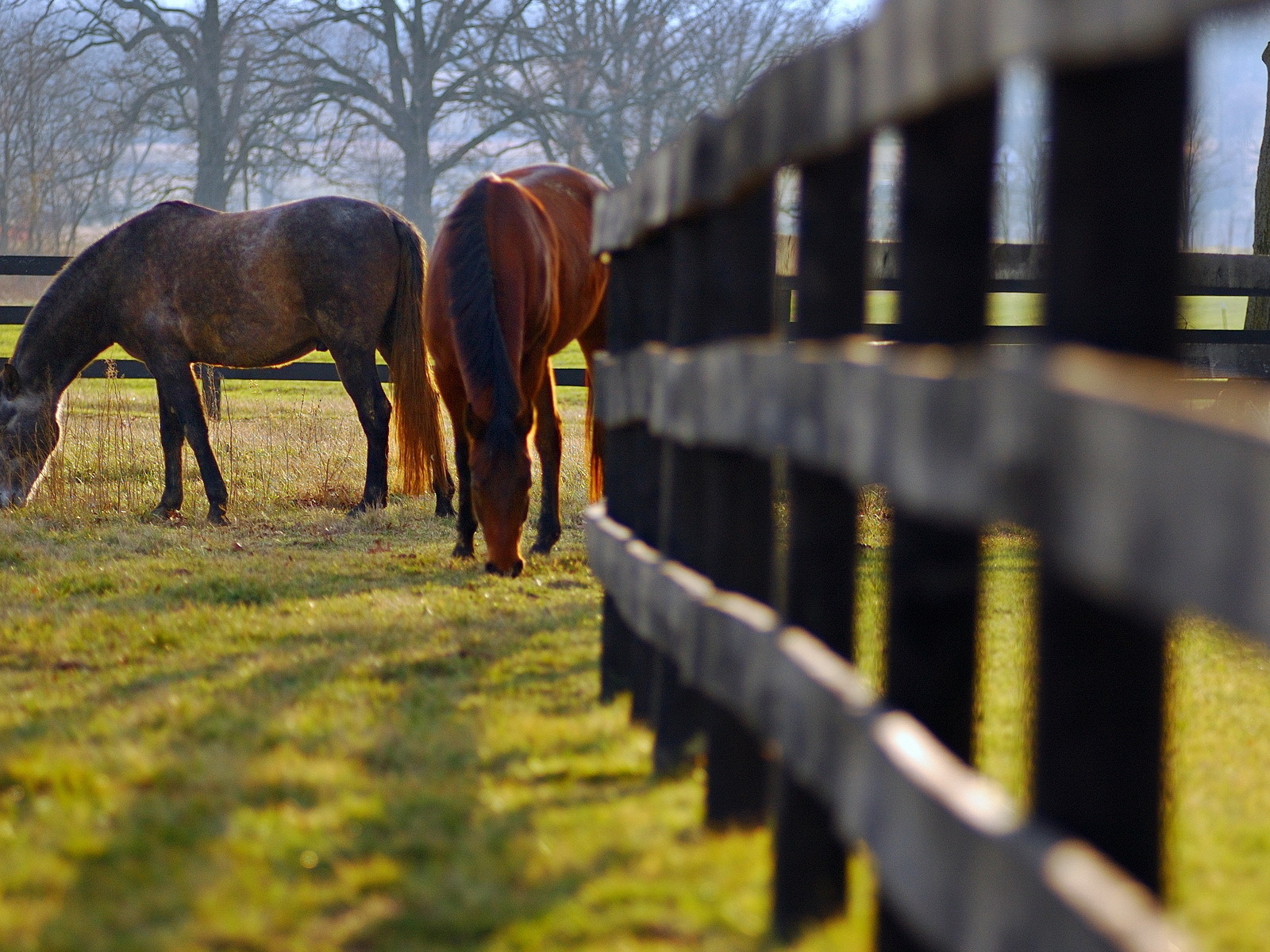 Кони на пастбище
