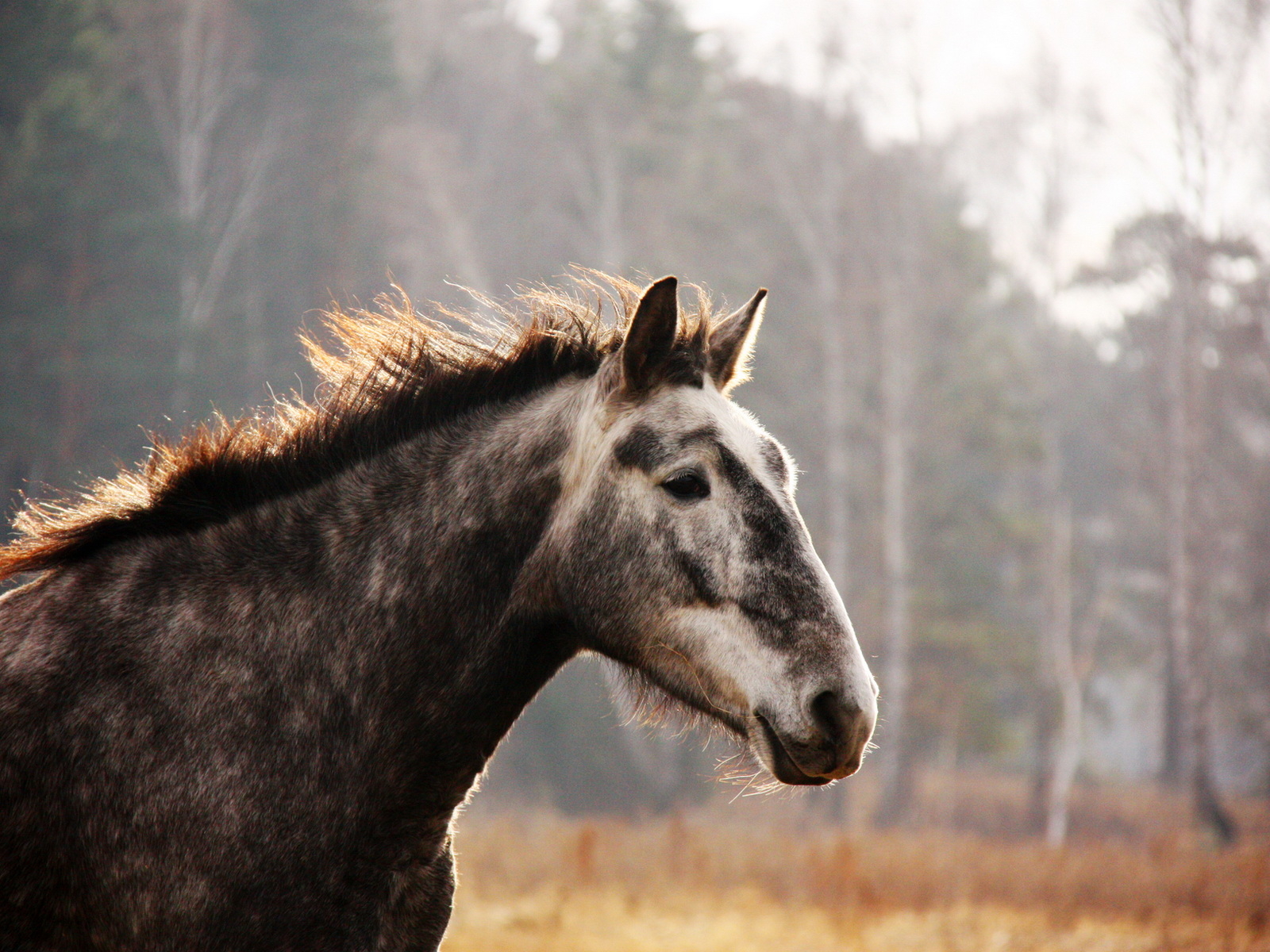 Лошадь на прогулке