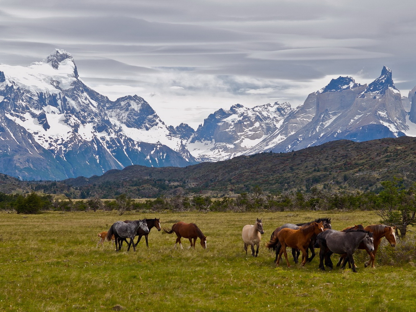 Табун лошадей