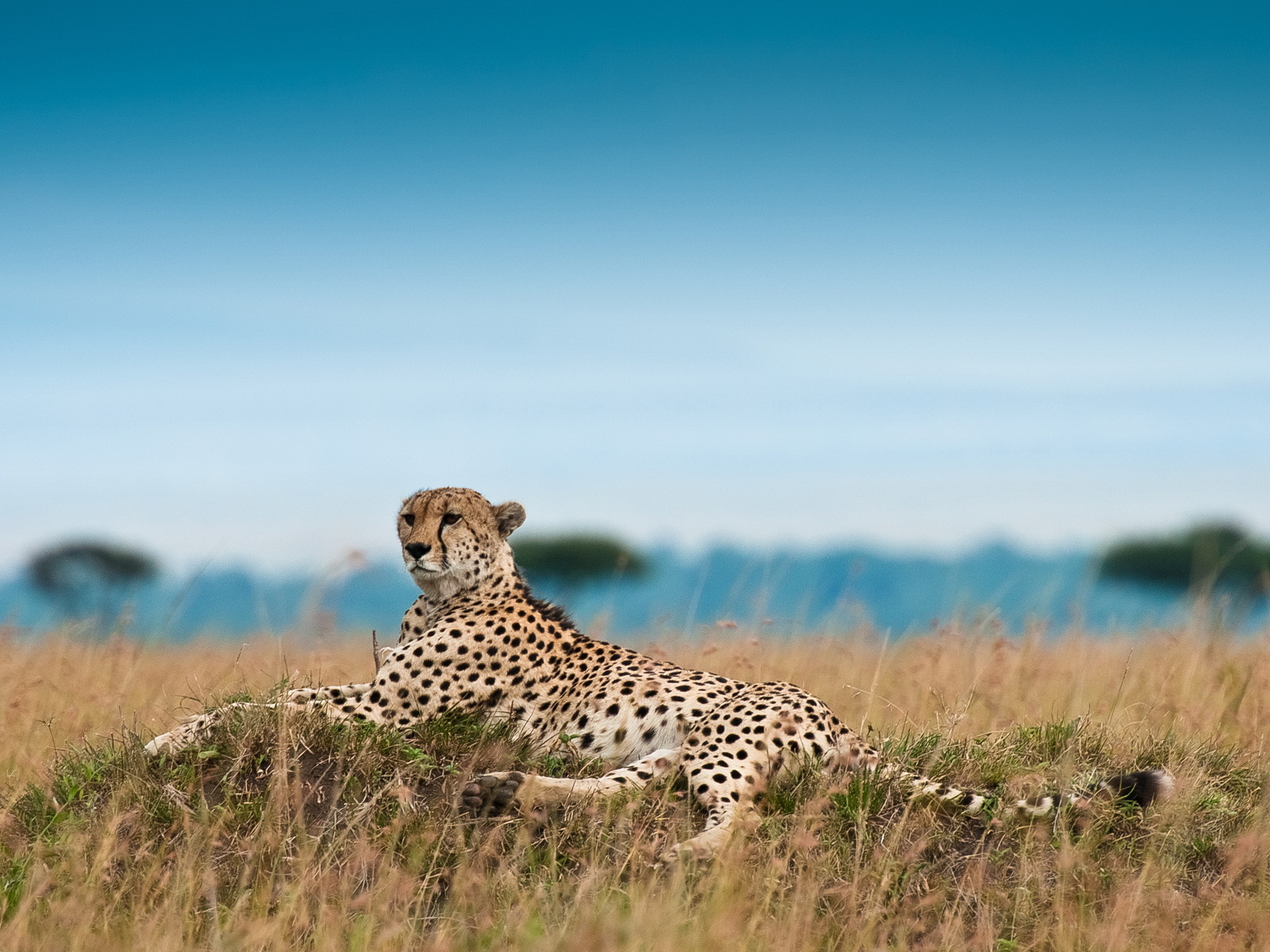 Лежащий гепард