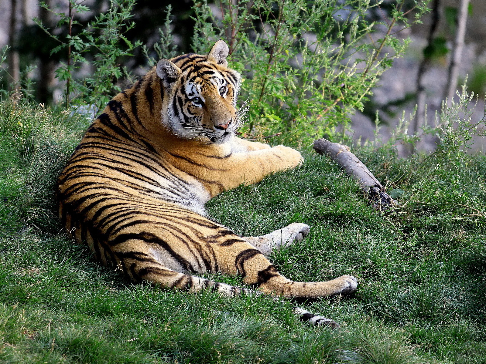 Отдыхающий тигр