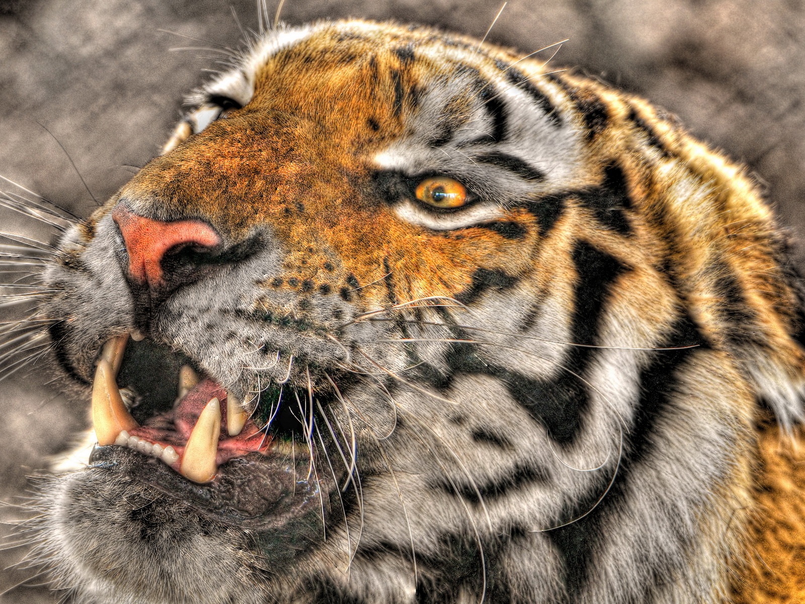 Оскалившийся тигр