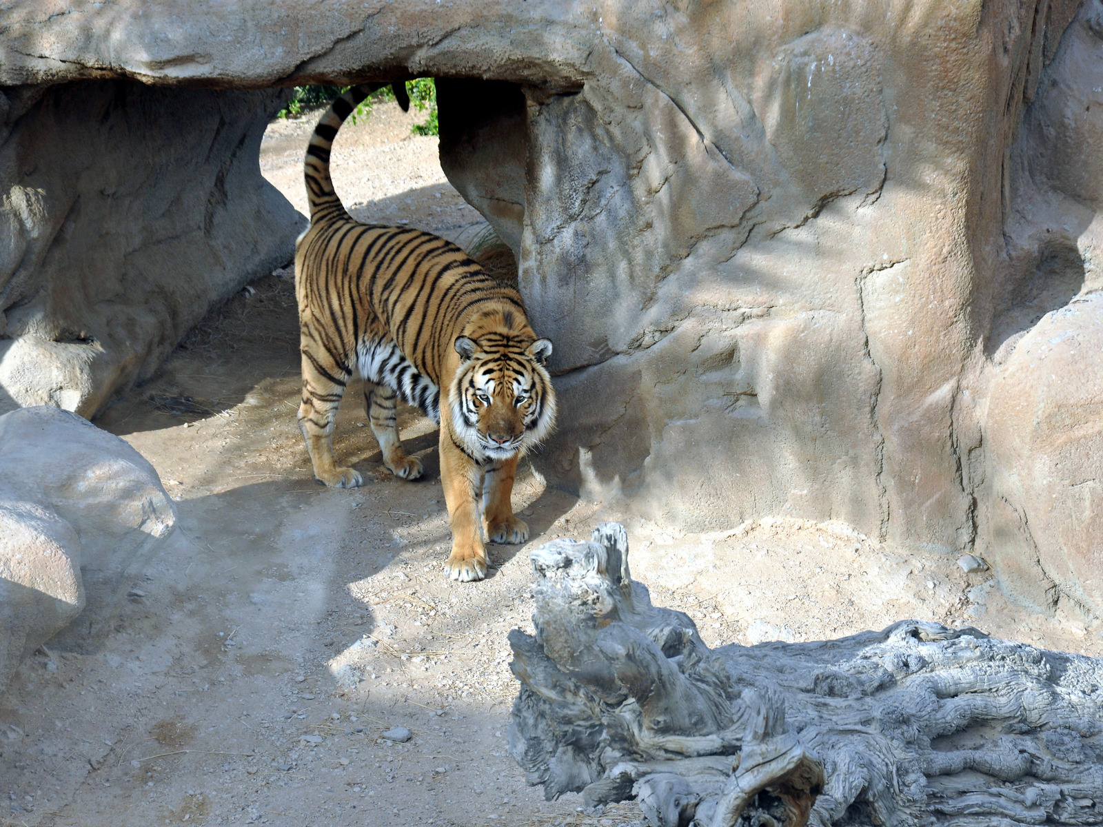 Тигр в вольере