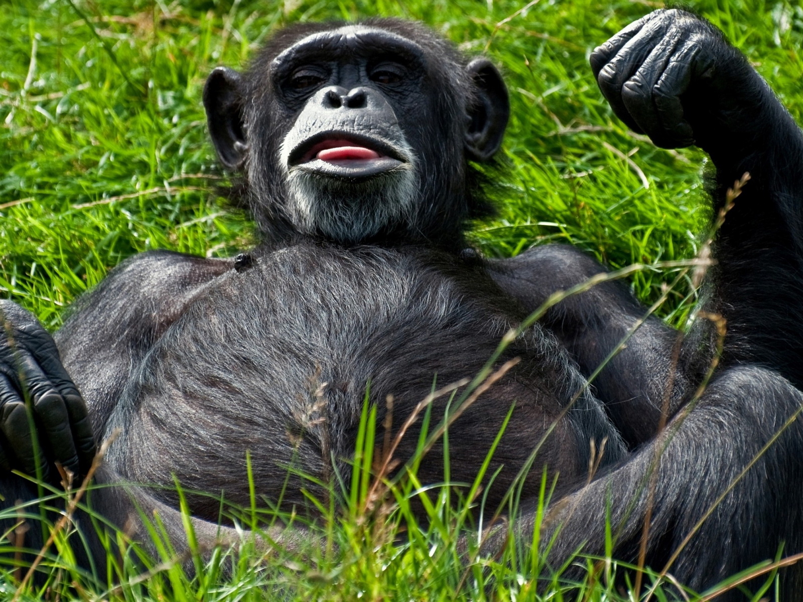 Отдыхающий примат