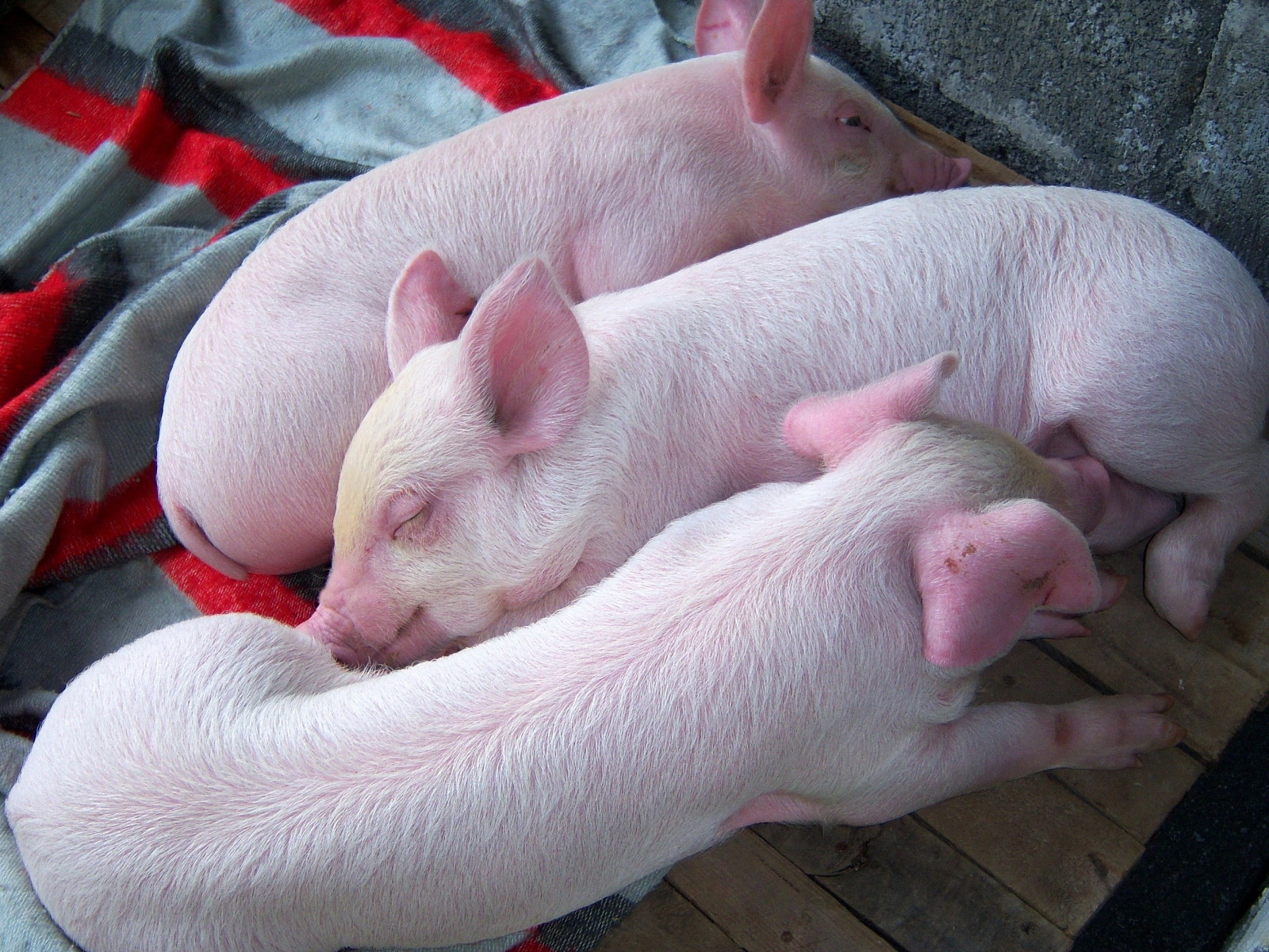 Три поросенка