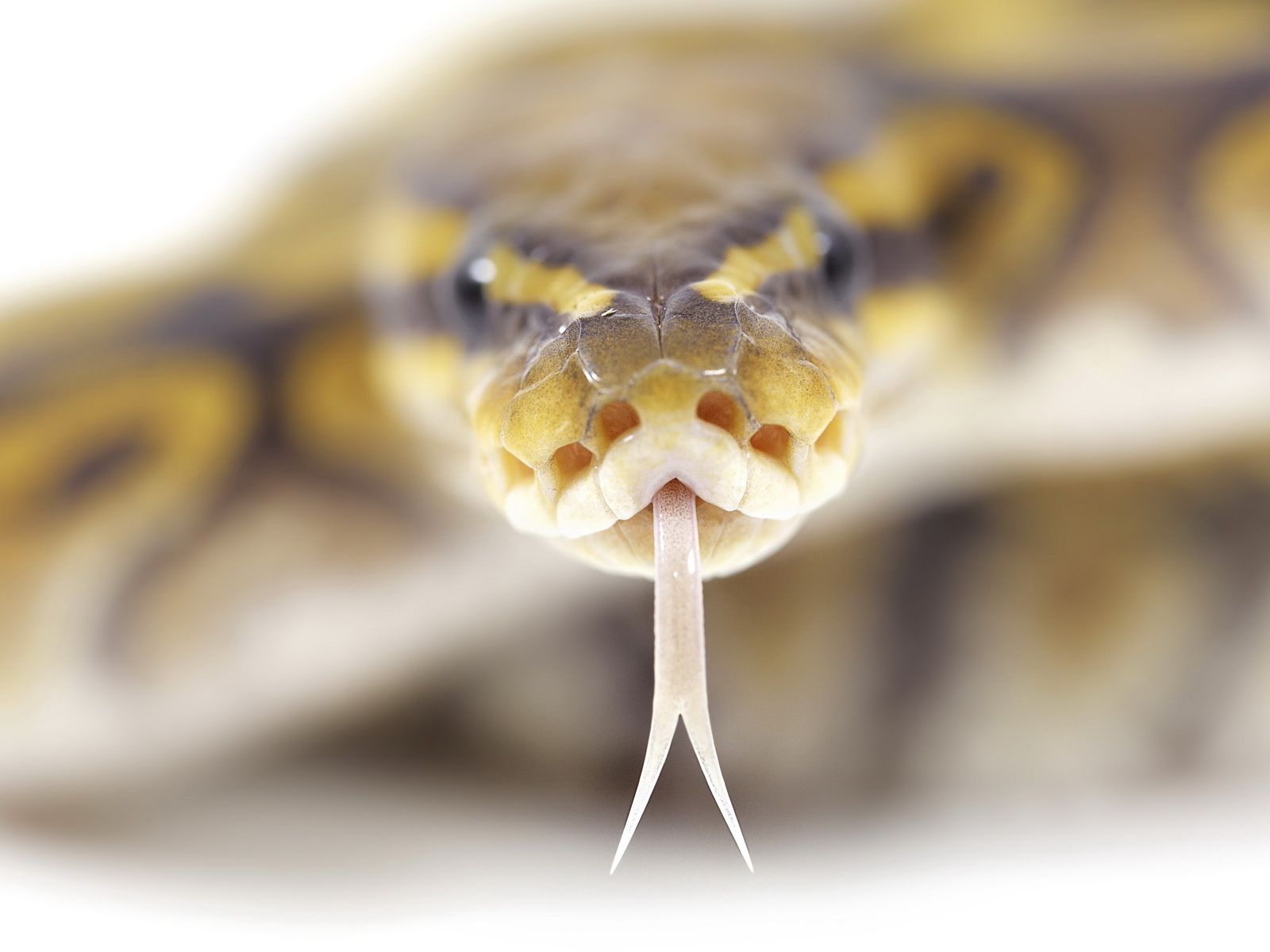 Ползущий змей