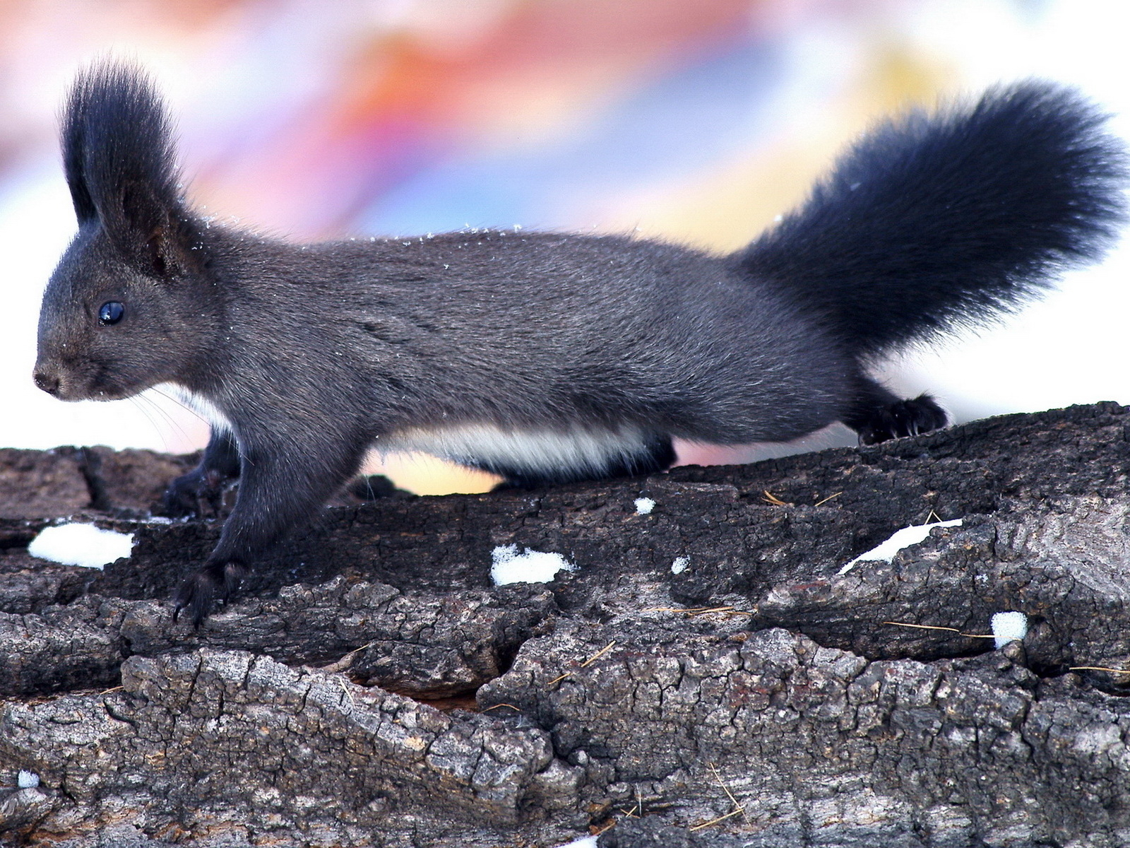 Пушистая белка