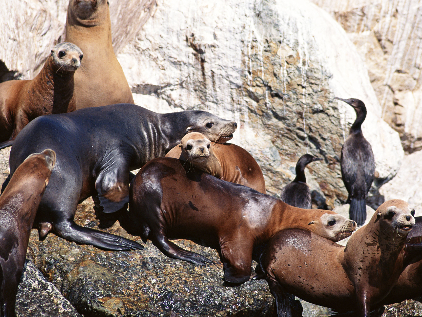 Морские котики