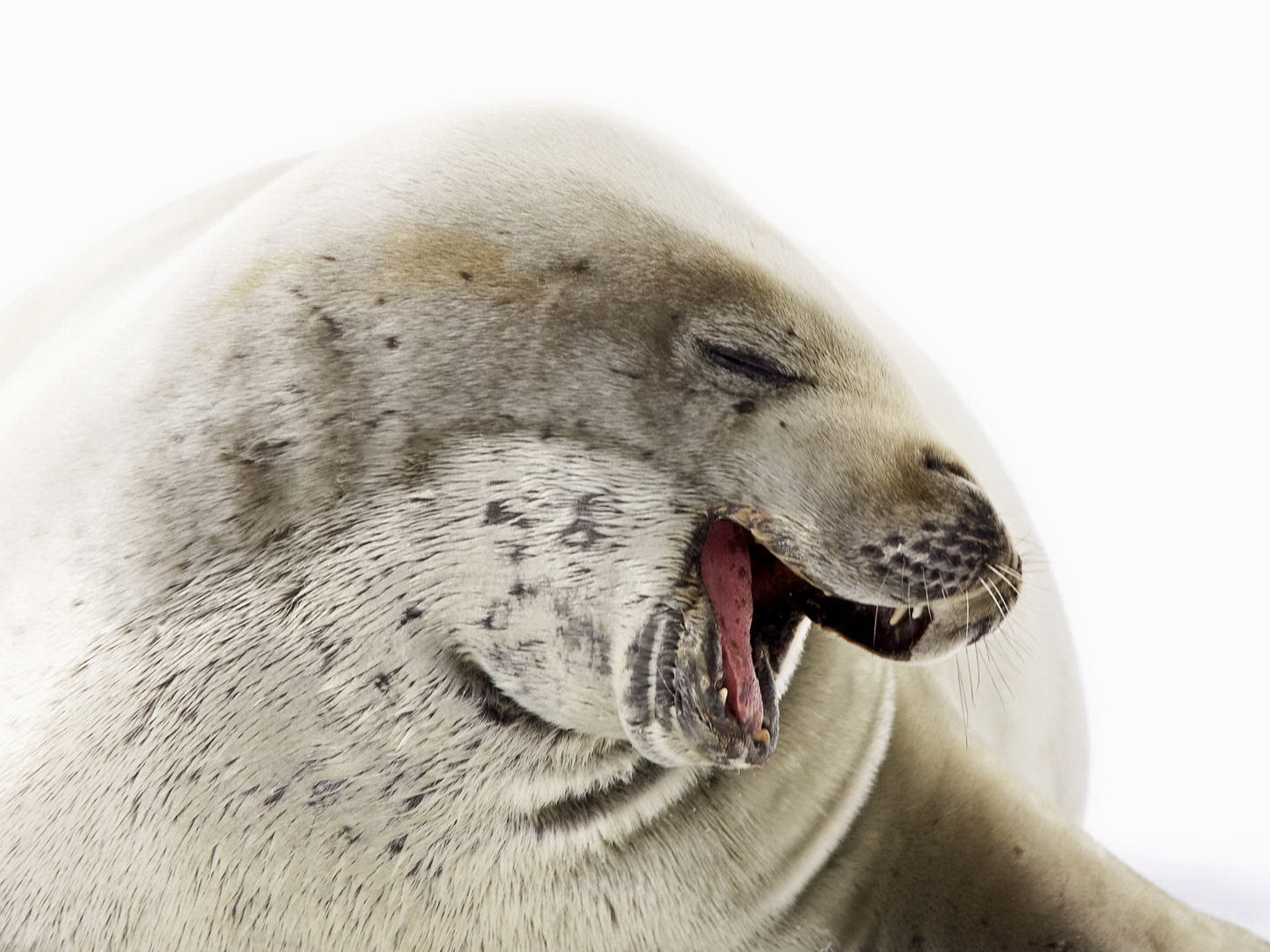 Морской котик