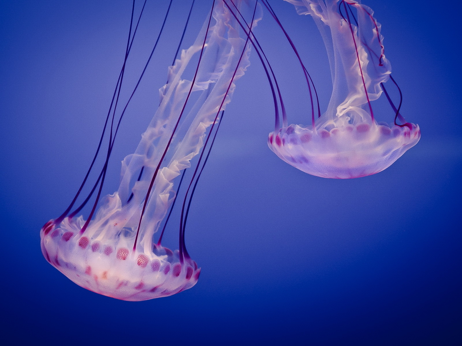 Две медузы