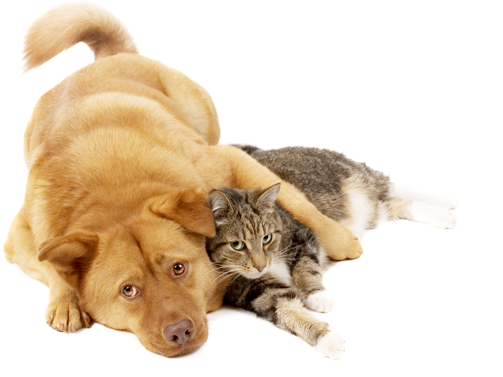 Пес и рыжий кот