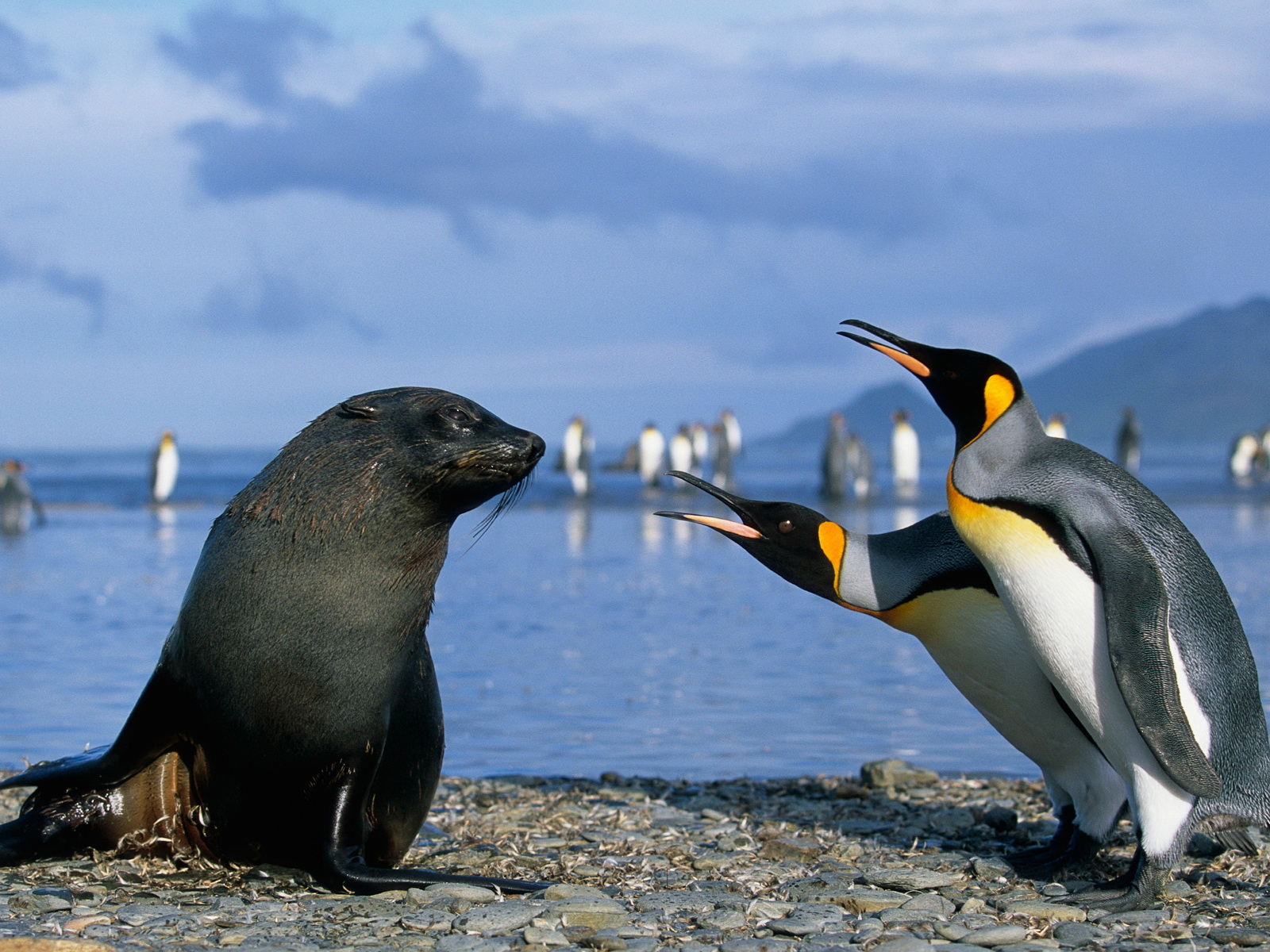 Морской котик и пингвины