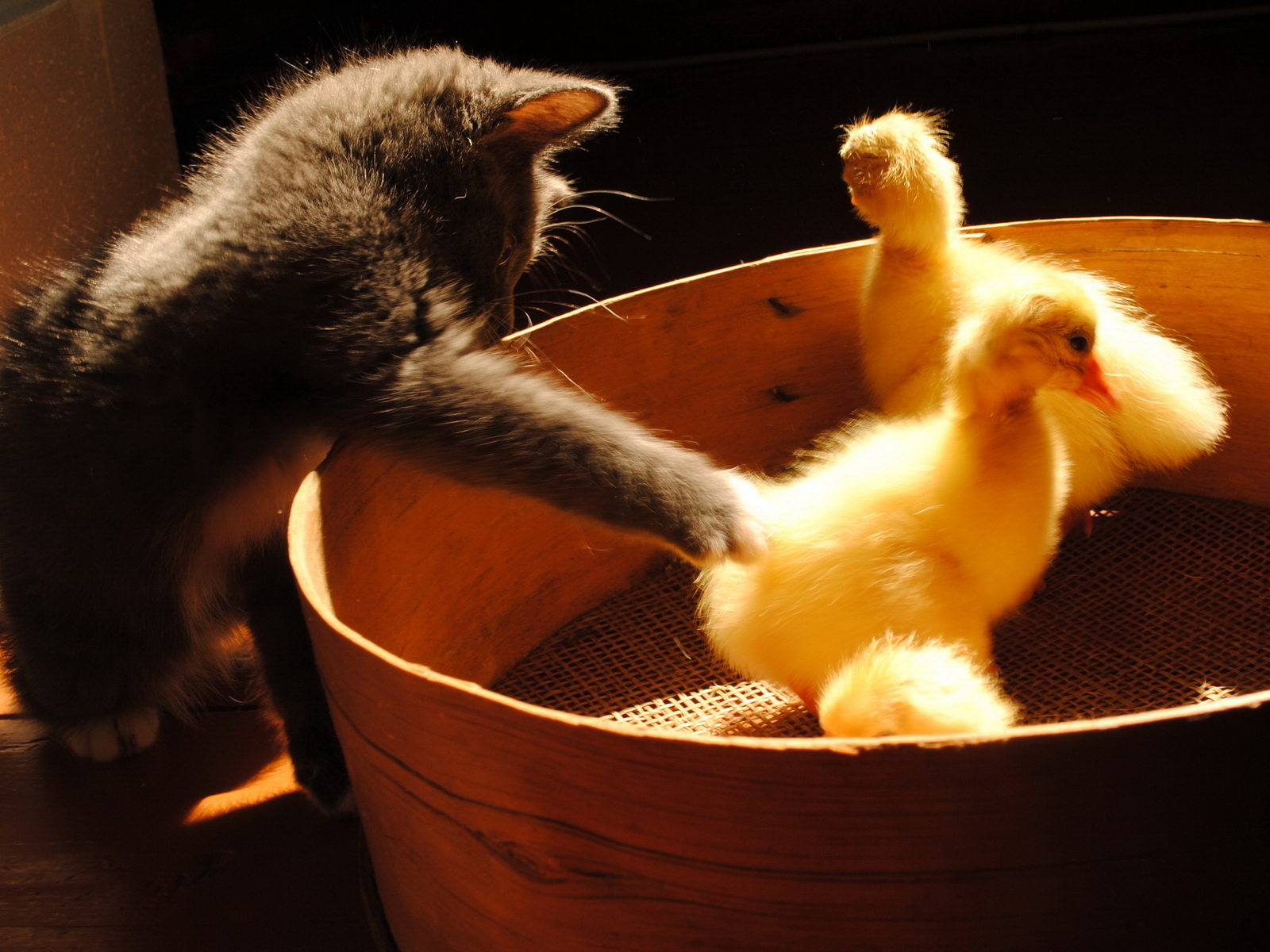 Котенок и утята