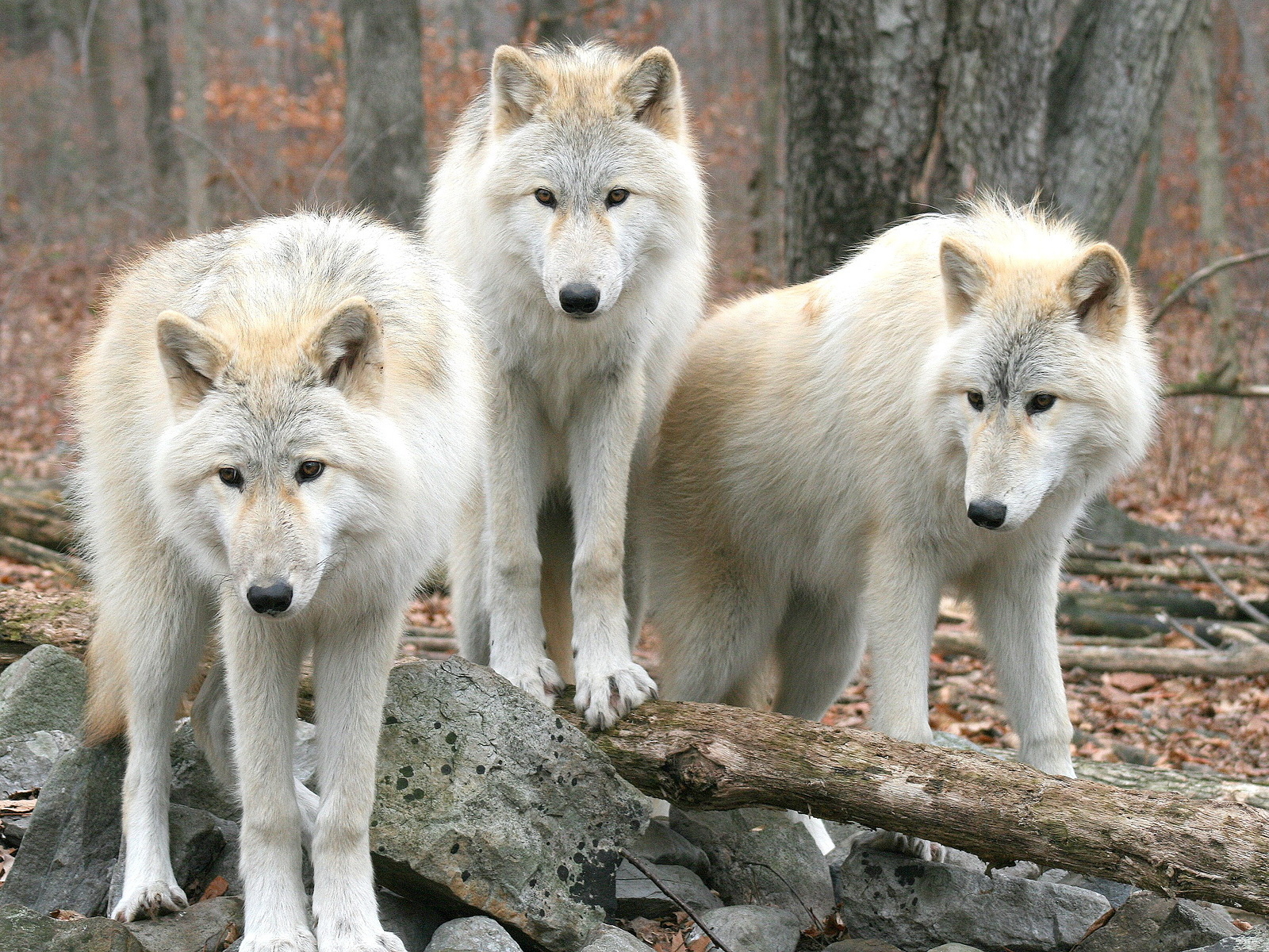 Белые волки