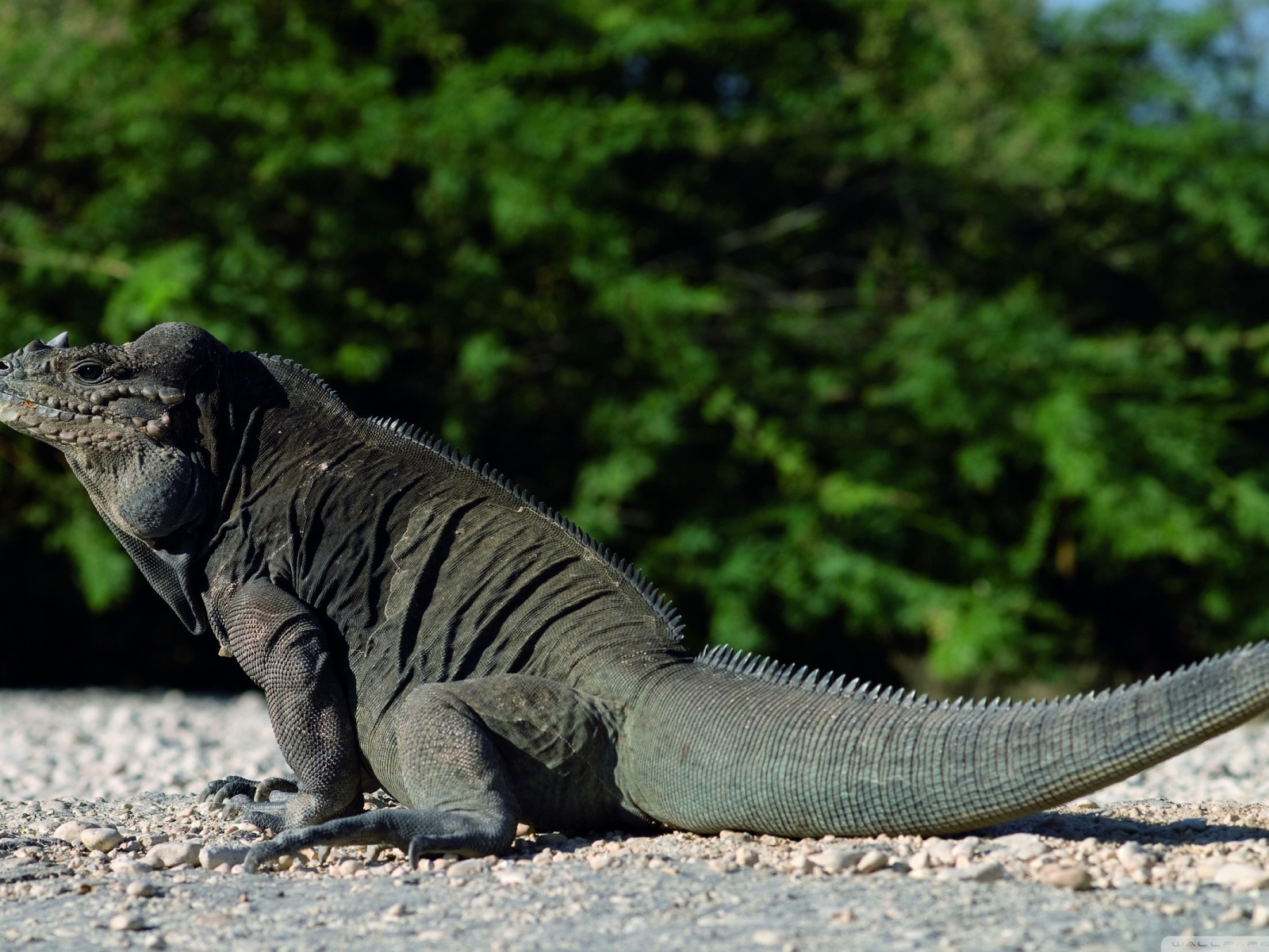 Красивый дракон ящер