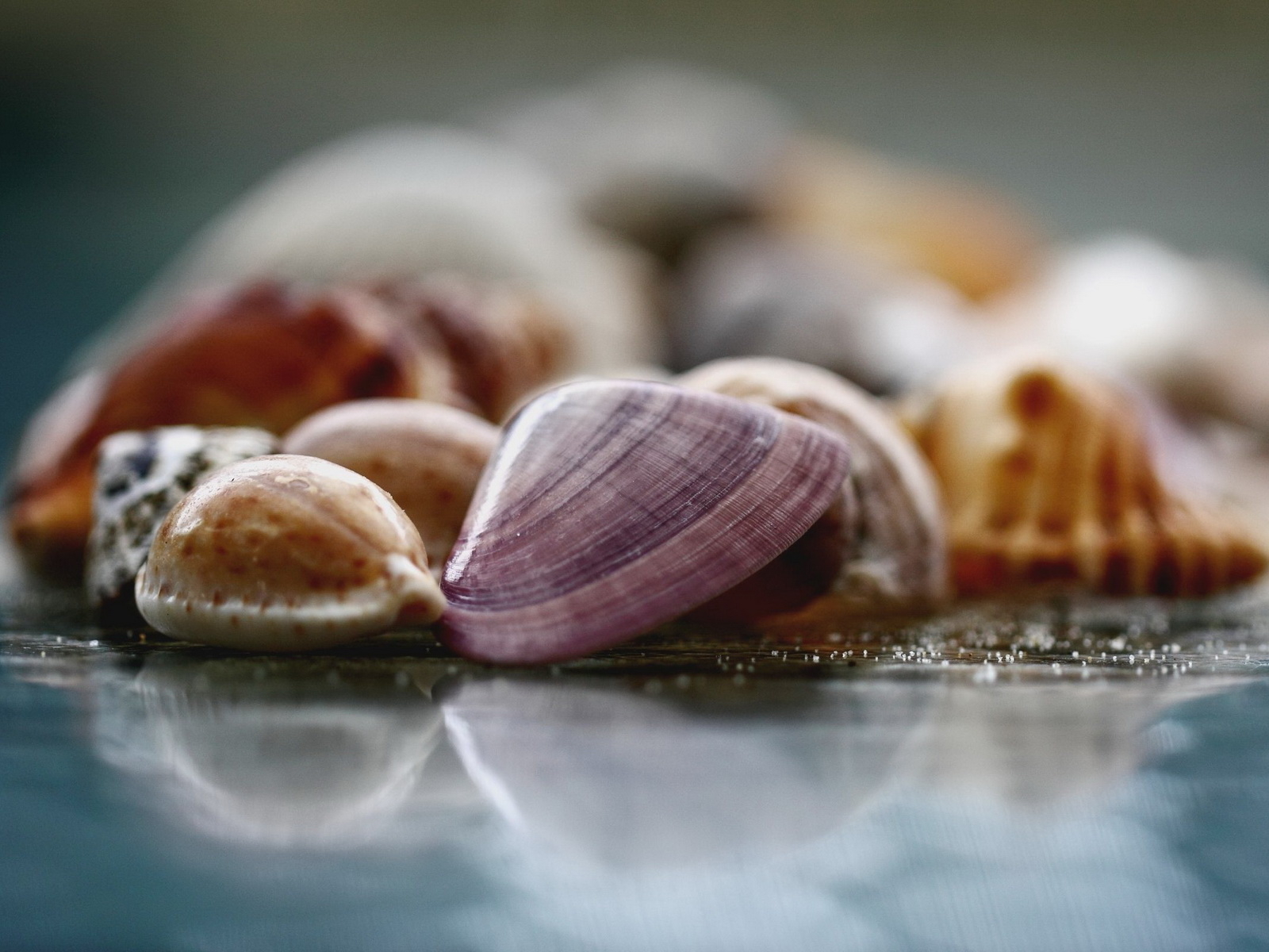 Морские ракушки