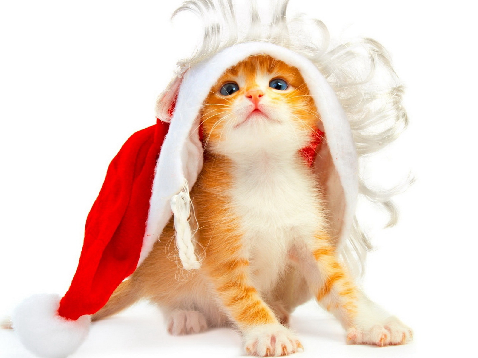 Котенок под колпаком