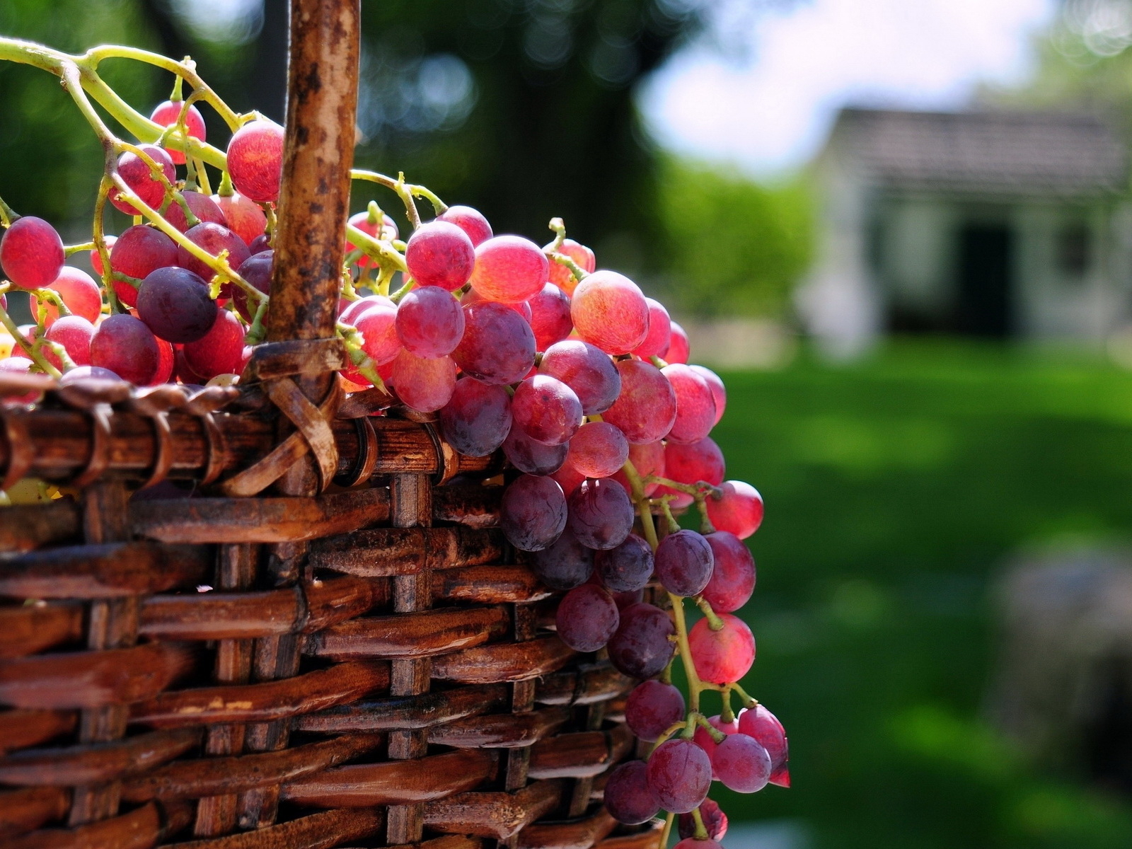 Корзина с виноградом