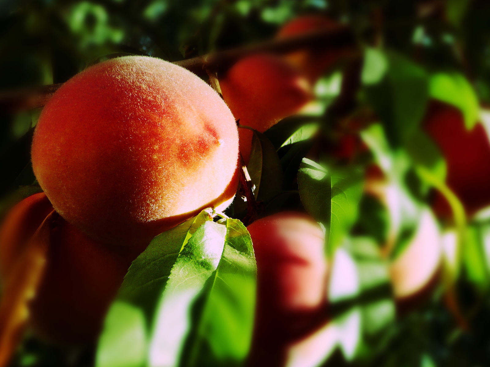 Персики на ветке