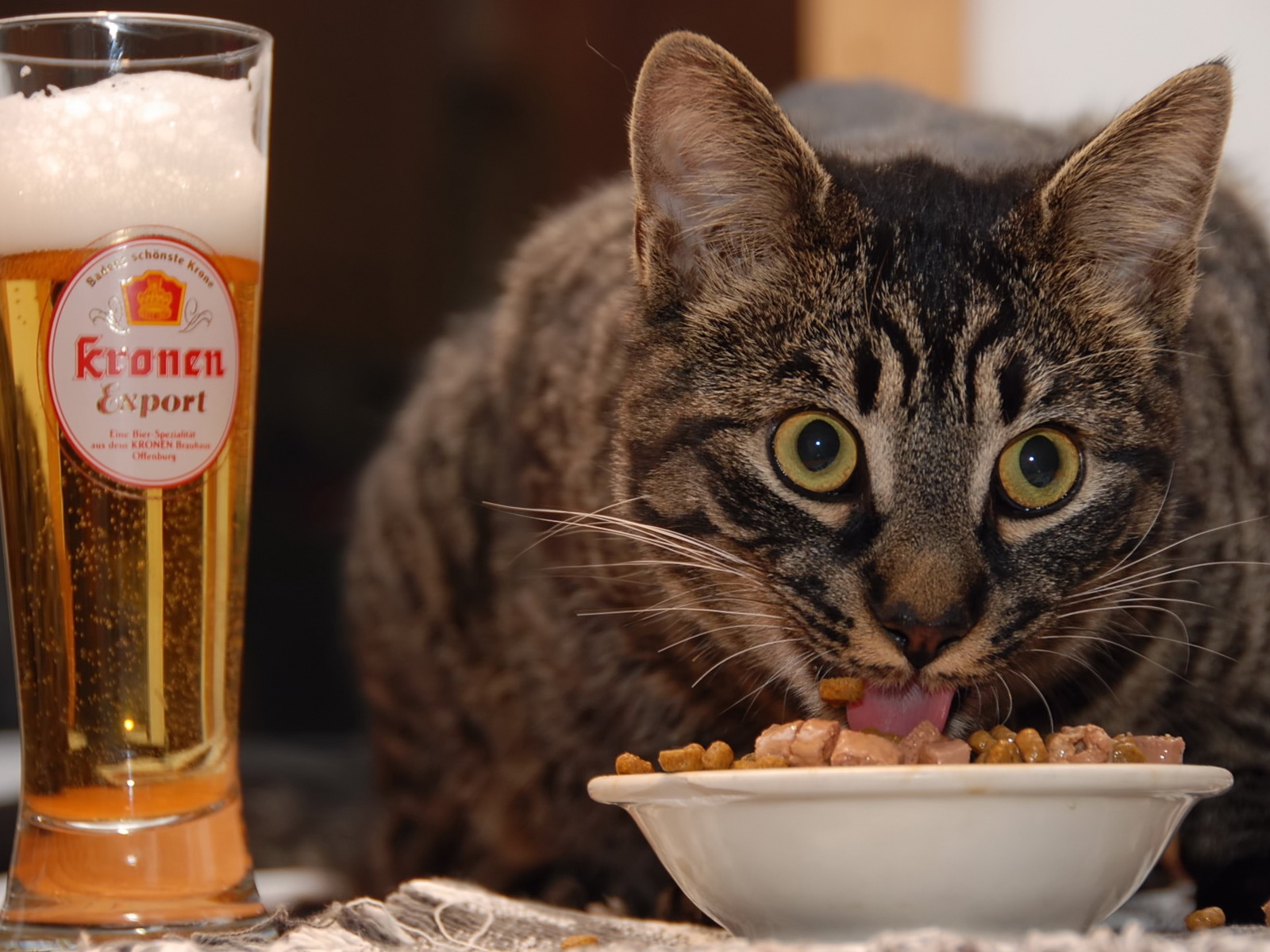 Кот и пиво