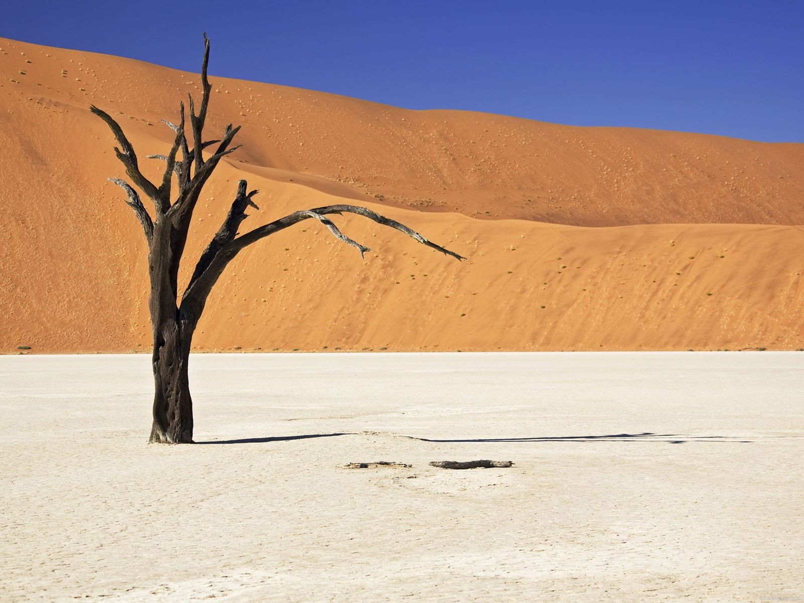 Засохшее дерево