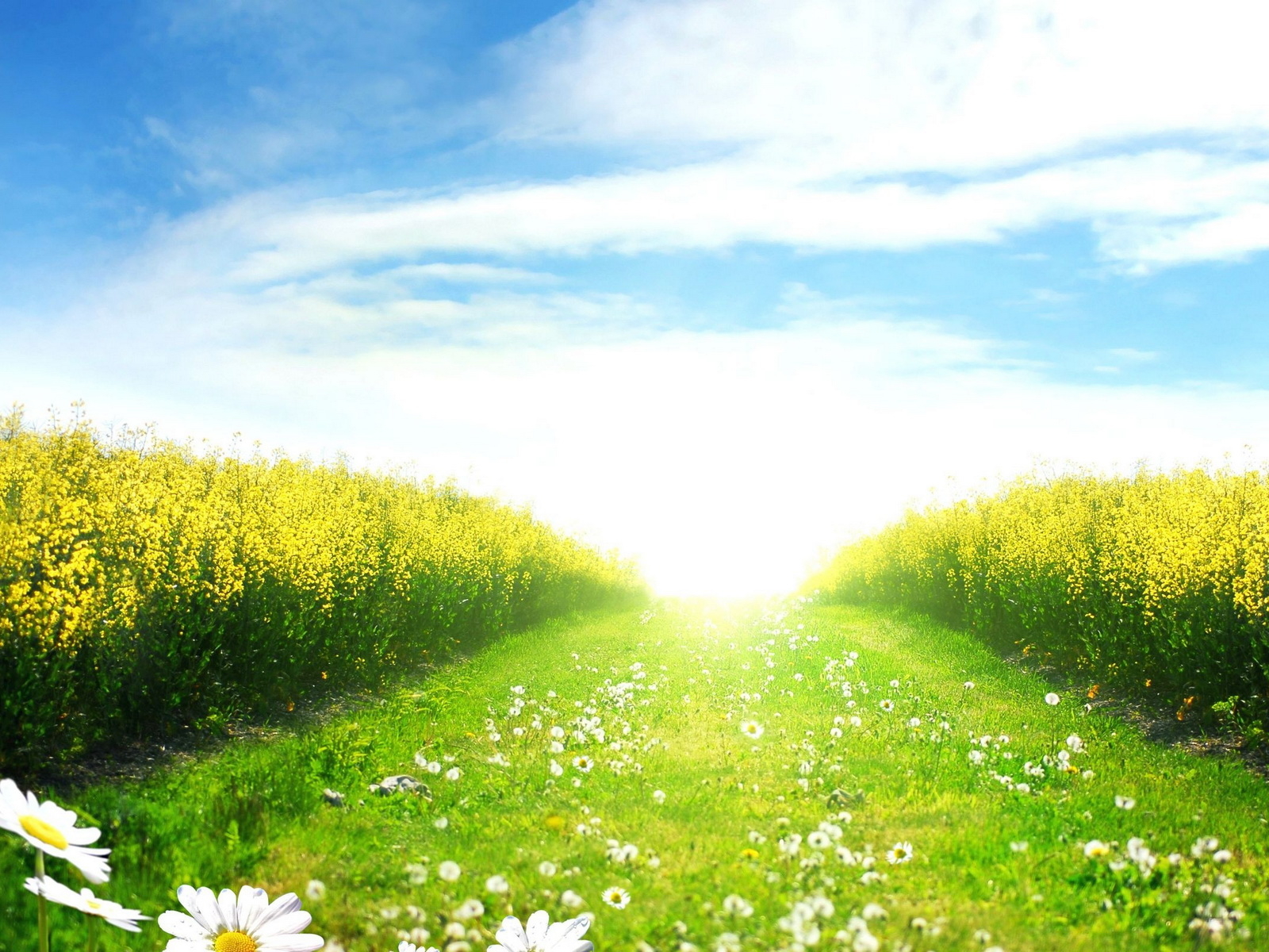 Зеленое поле