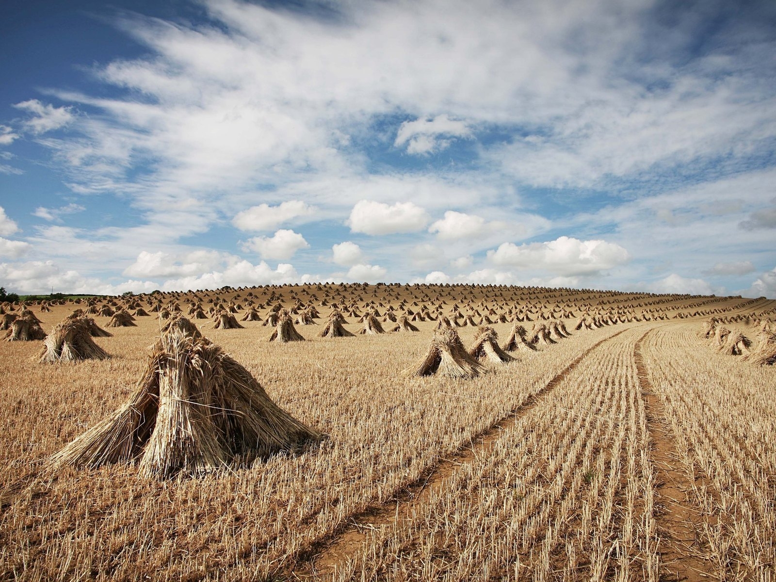 Снопы на поле