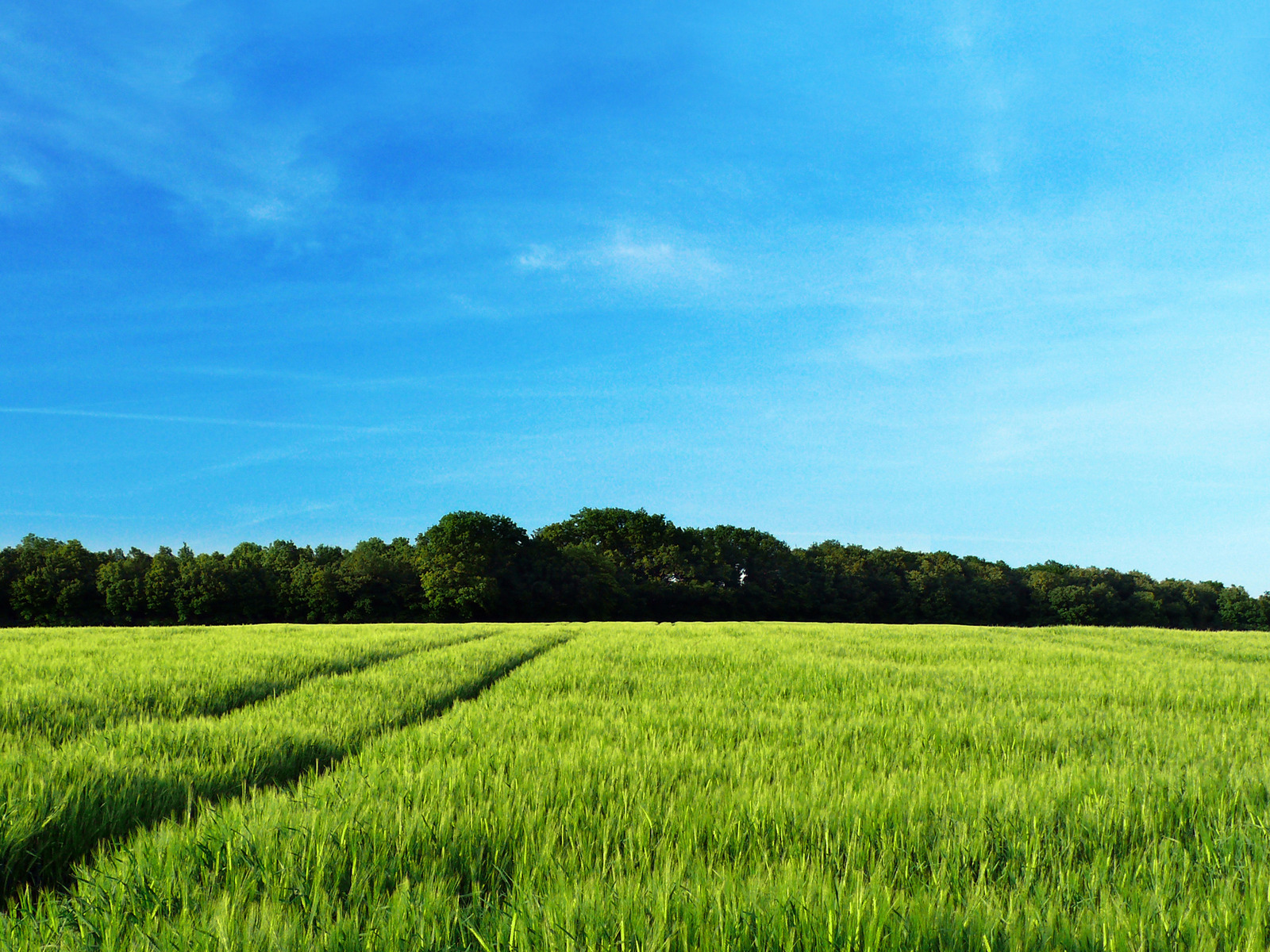 Рожь колосится