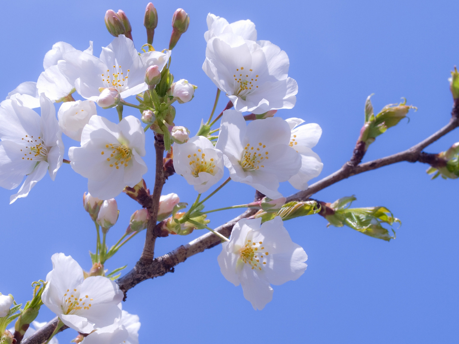 Яблоневый цвет