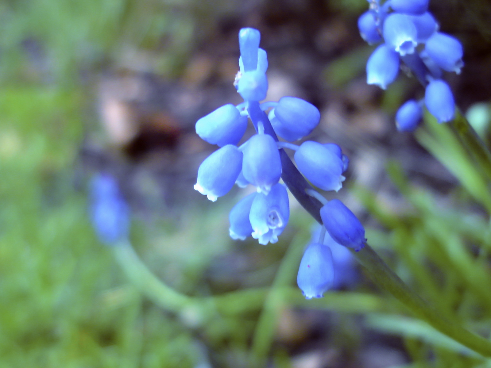 Голубые цветочки