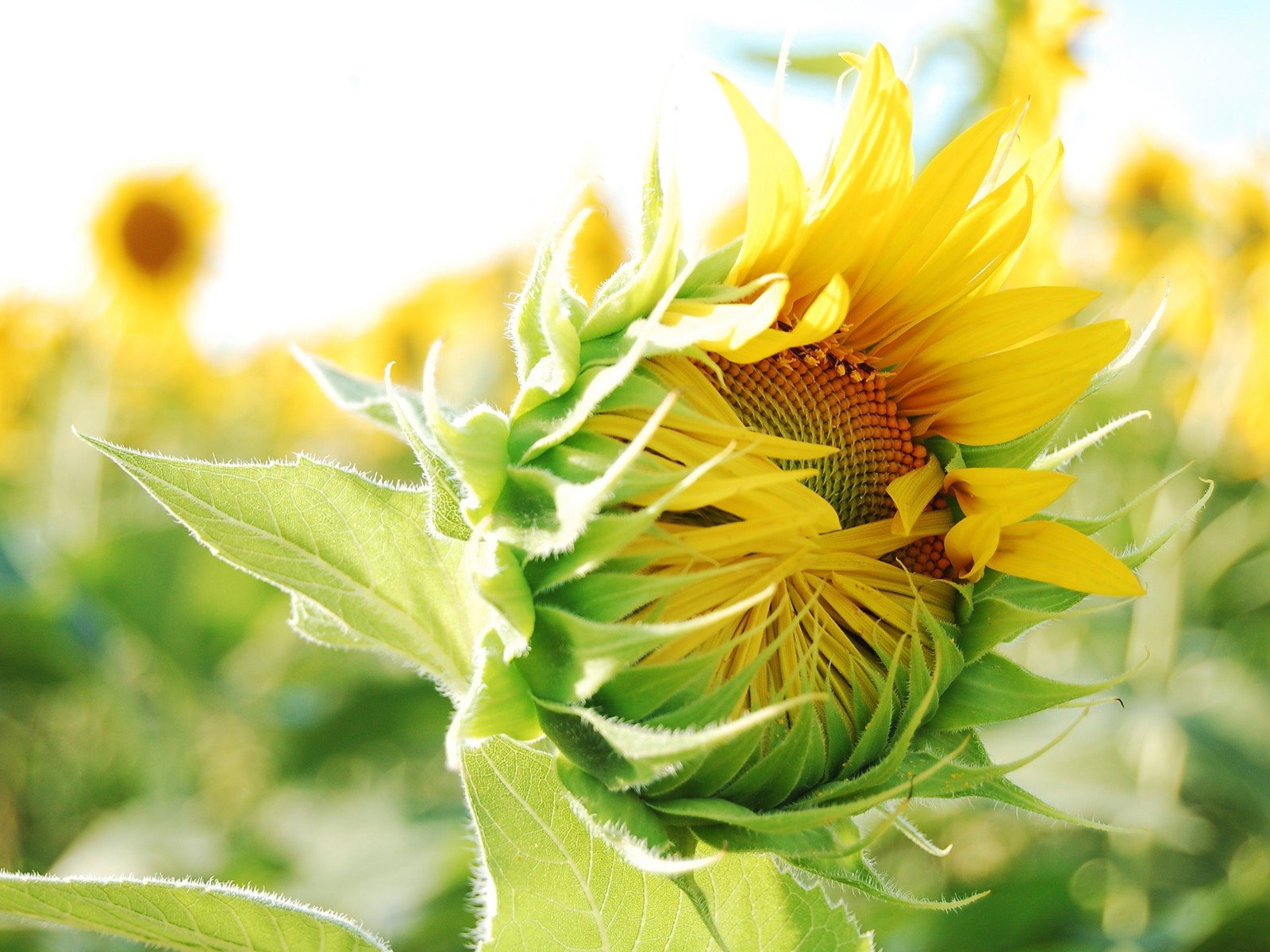 Распускающийся подсолнух