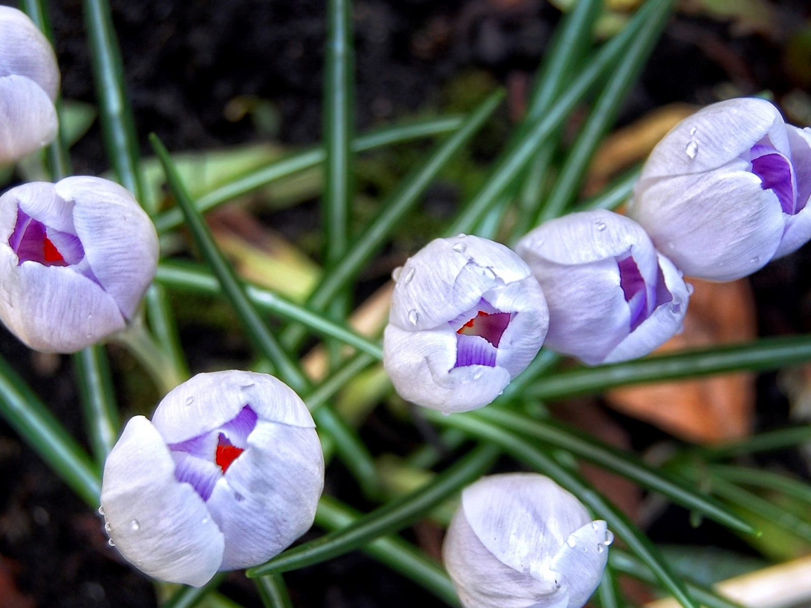 Бутоны шафрана