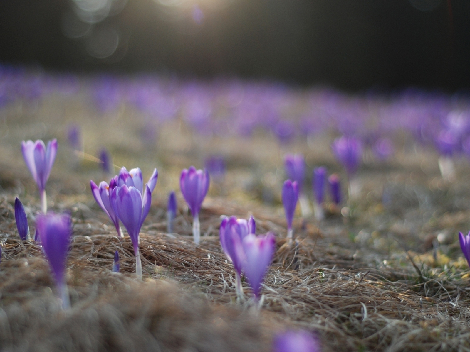 Расцветающие крокусы