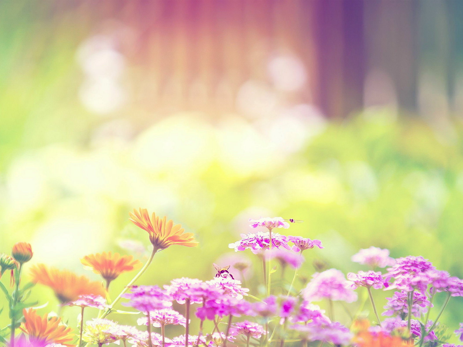 Цветы на клумбе