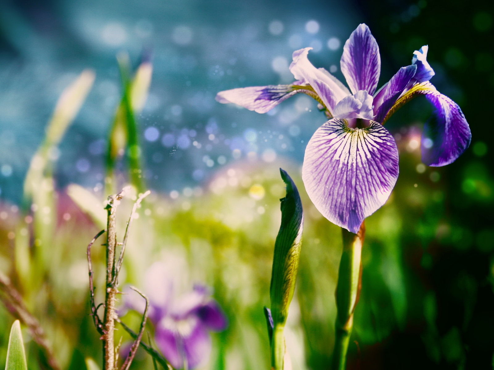 Ирисы