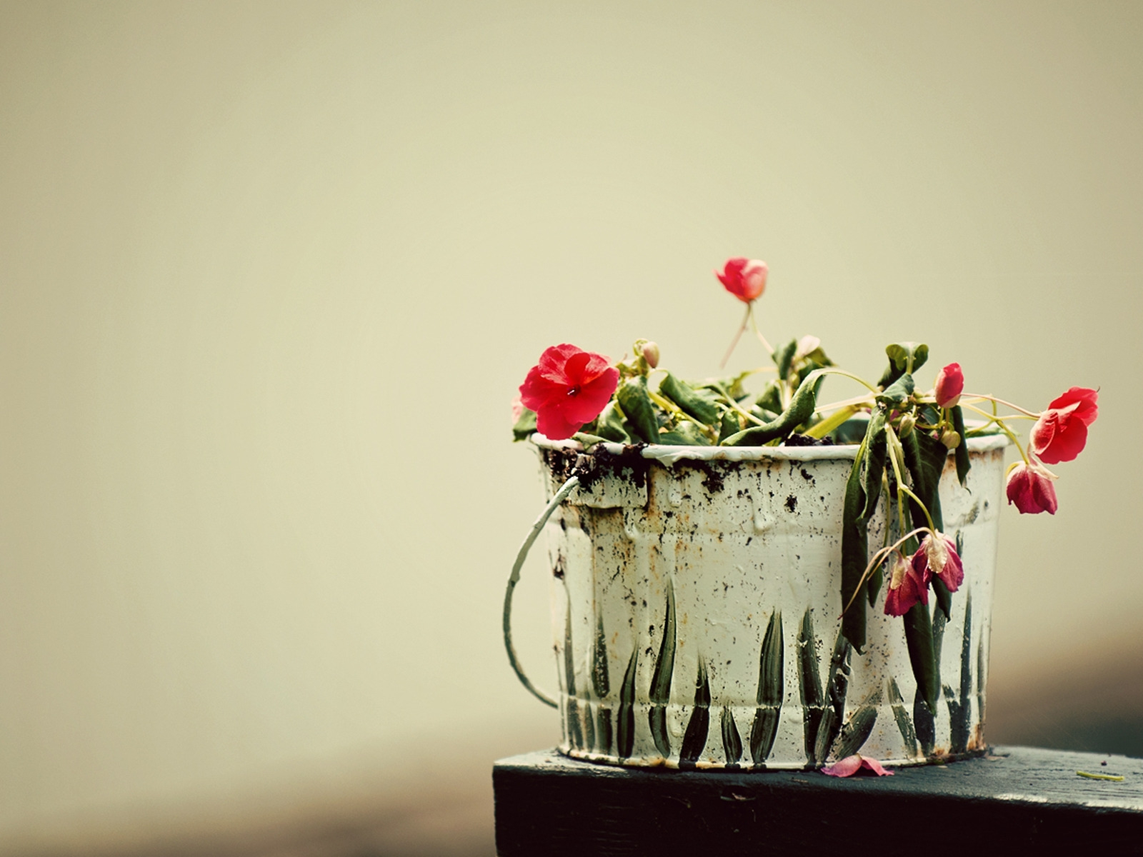 Вялые цветы