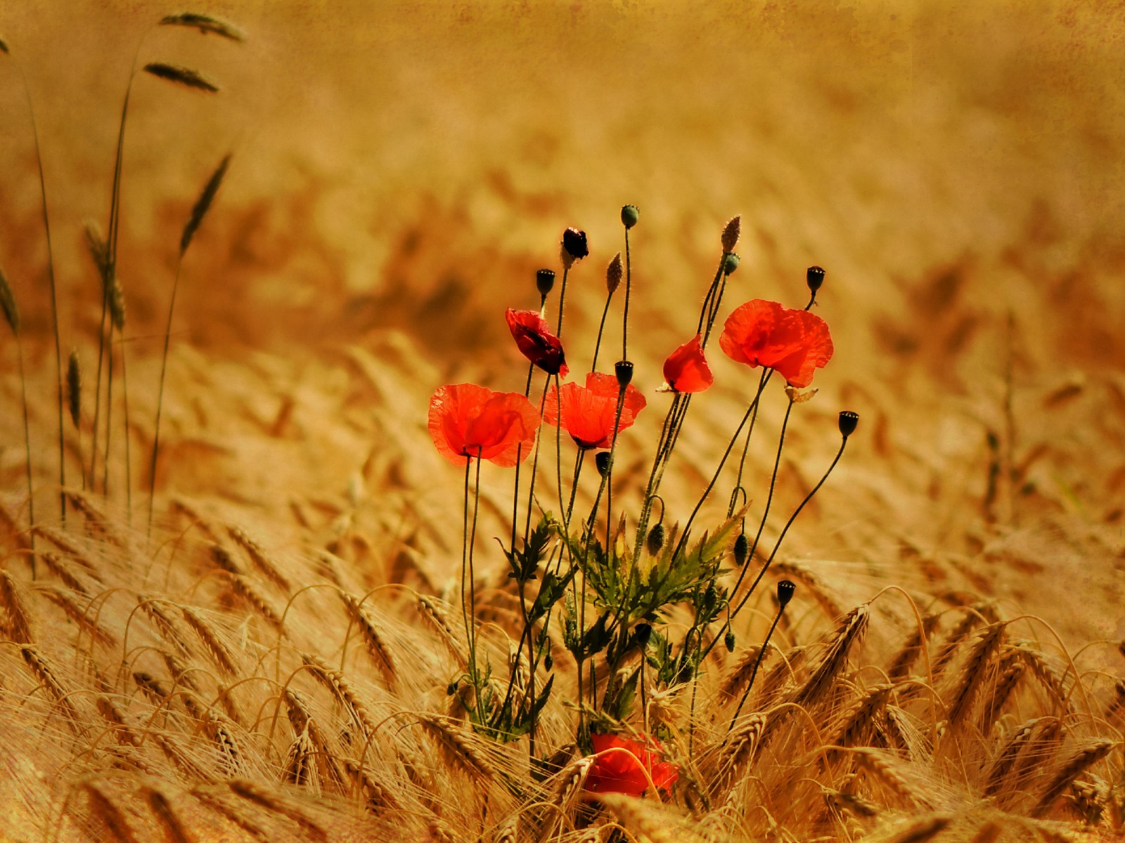 Маки в поле