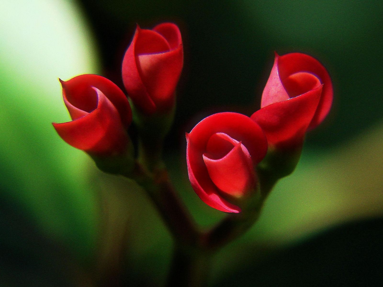 Красные бутоны